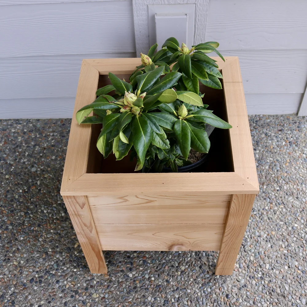 kleine olivenbäume kaufen Mini Olivenbaum 