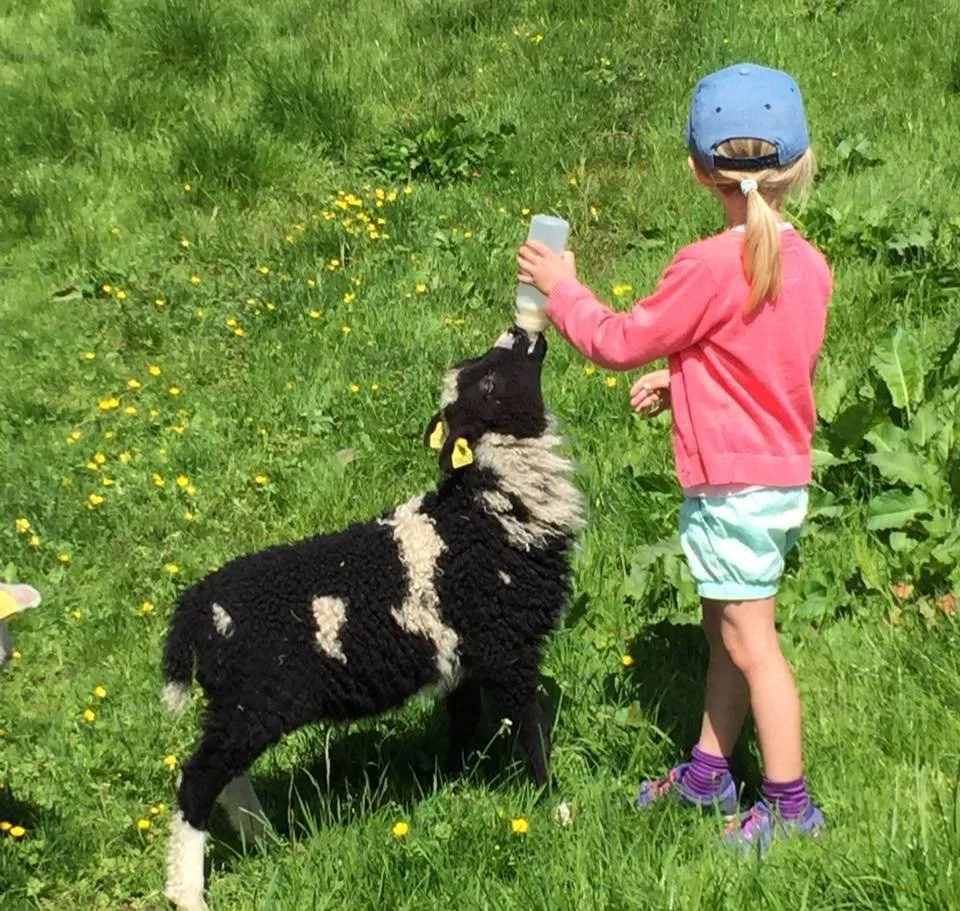Barnehagebarn sammen med dyrene i Aadland gards- og friluftsbarnehage