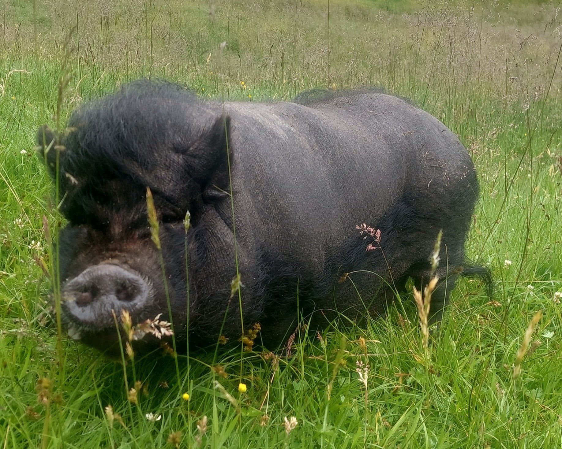 Grisen vår Josefine i Aadland gards- og friluftsbarnehage