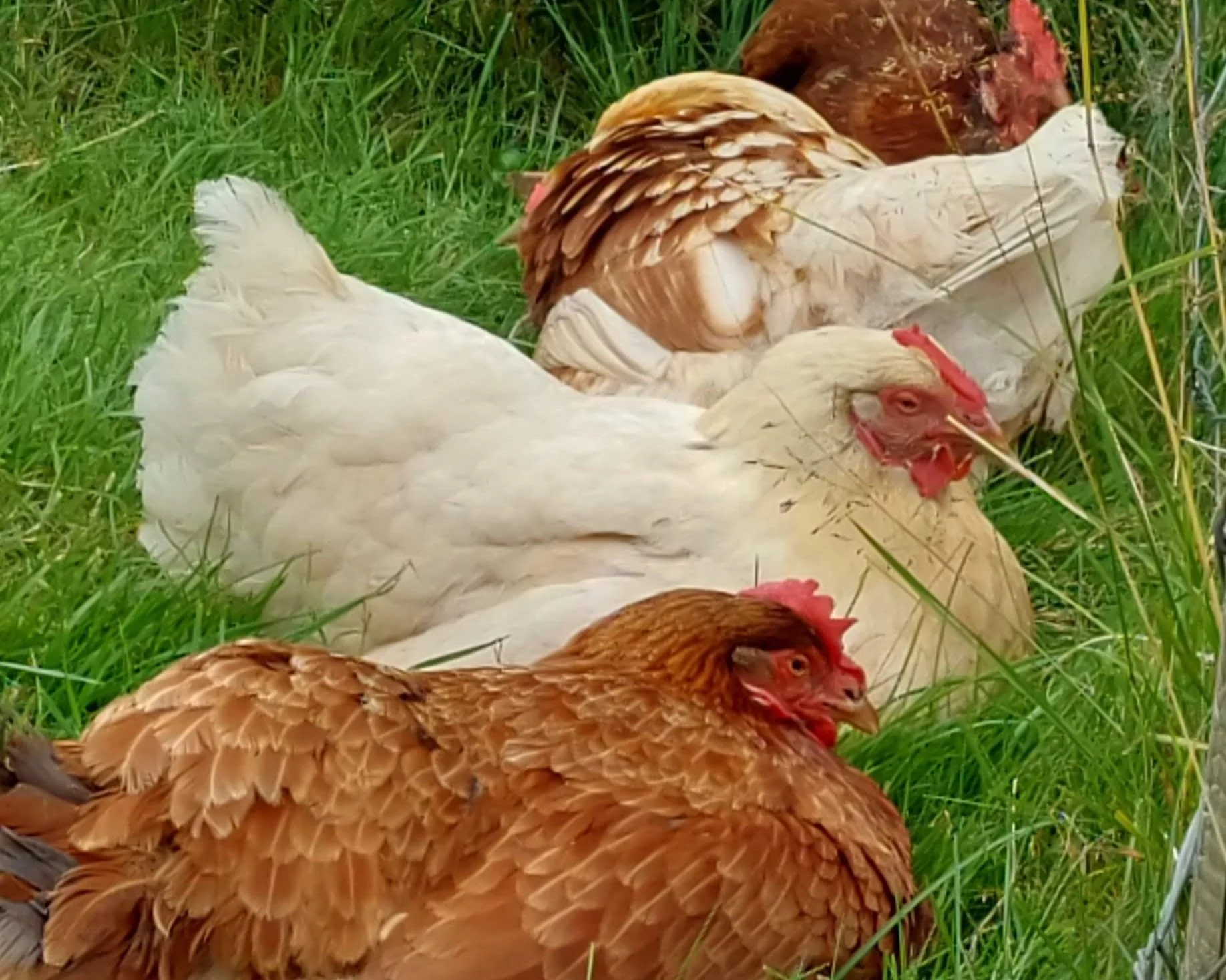 Hønene våre på garden i Aadland gards- og friluftsbarnehage
