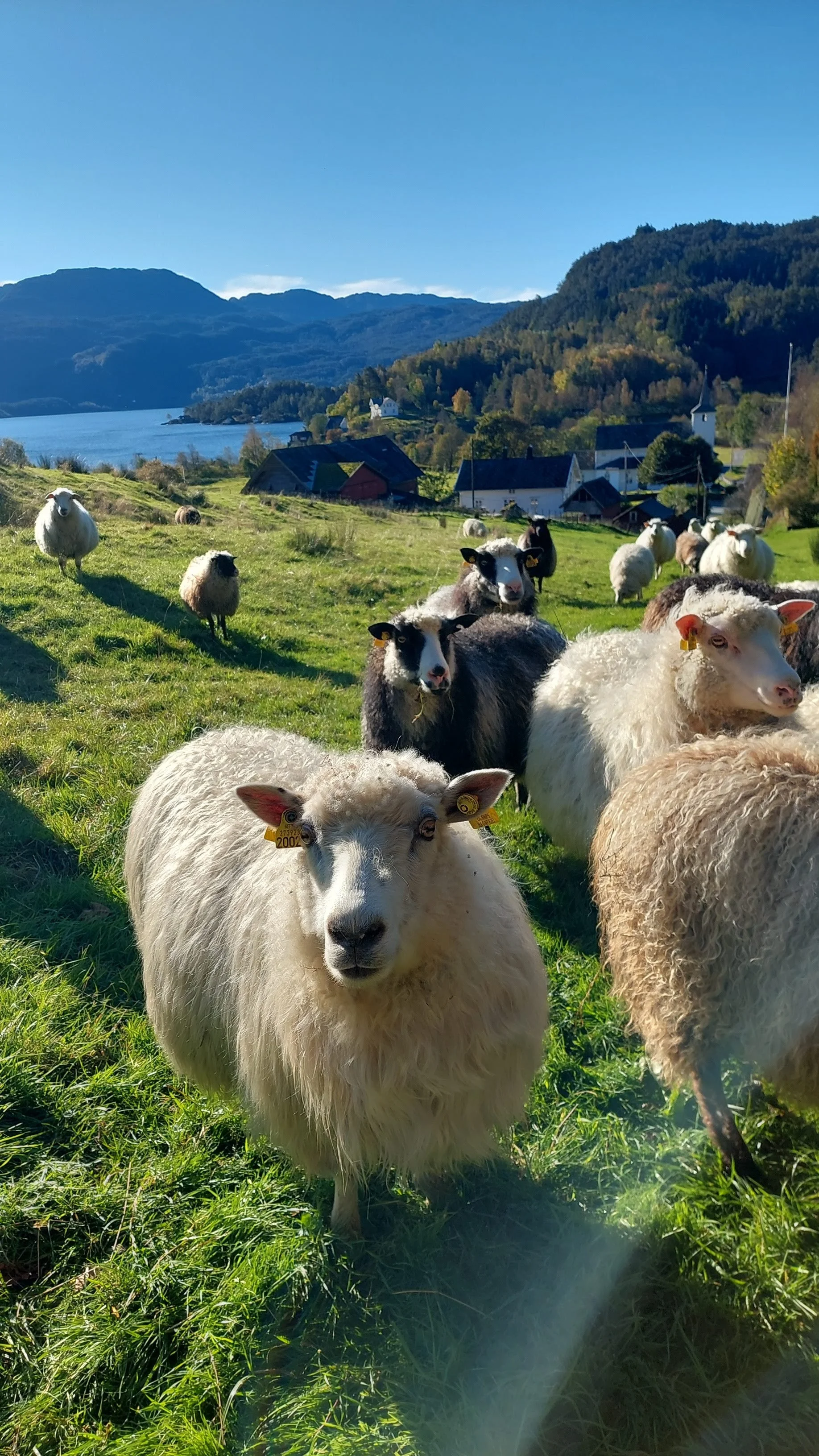 Sauer på garden i Aadland gards- og friluftsbarnehage