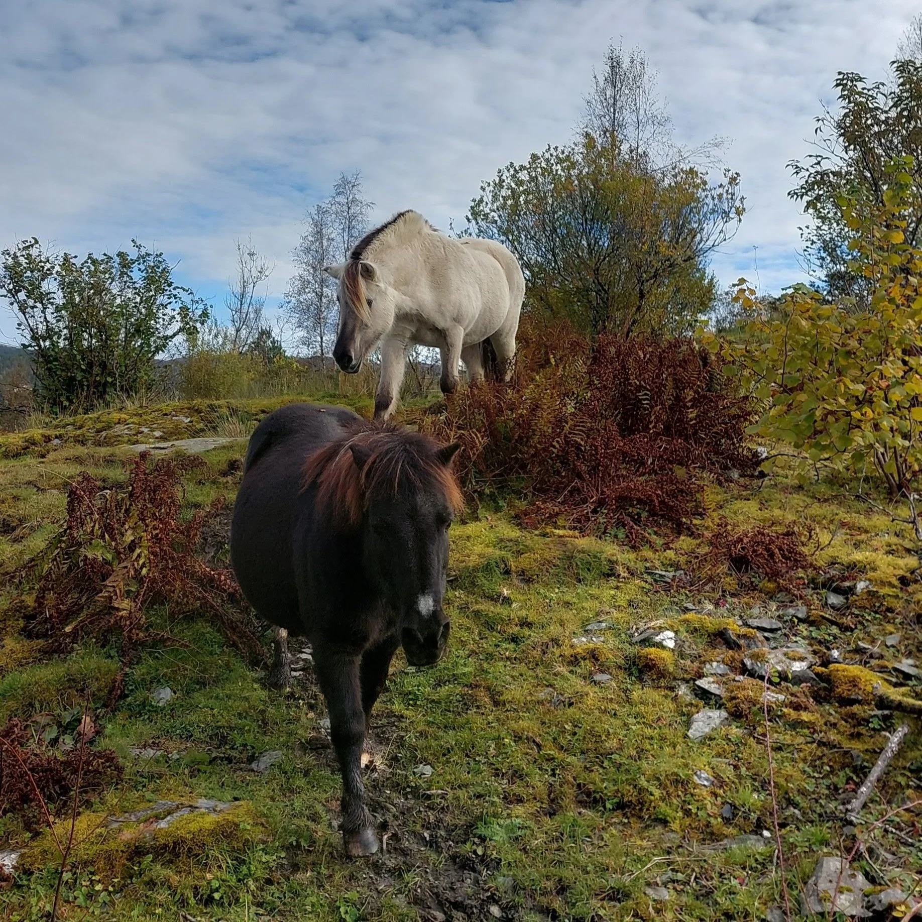 Hestene våre på garden i Aadland gards- og friluftsbarnehage