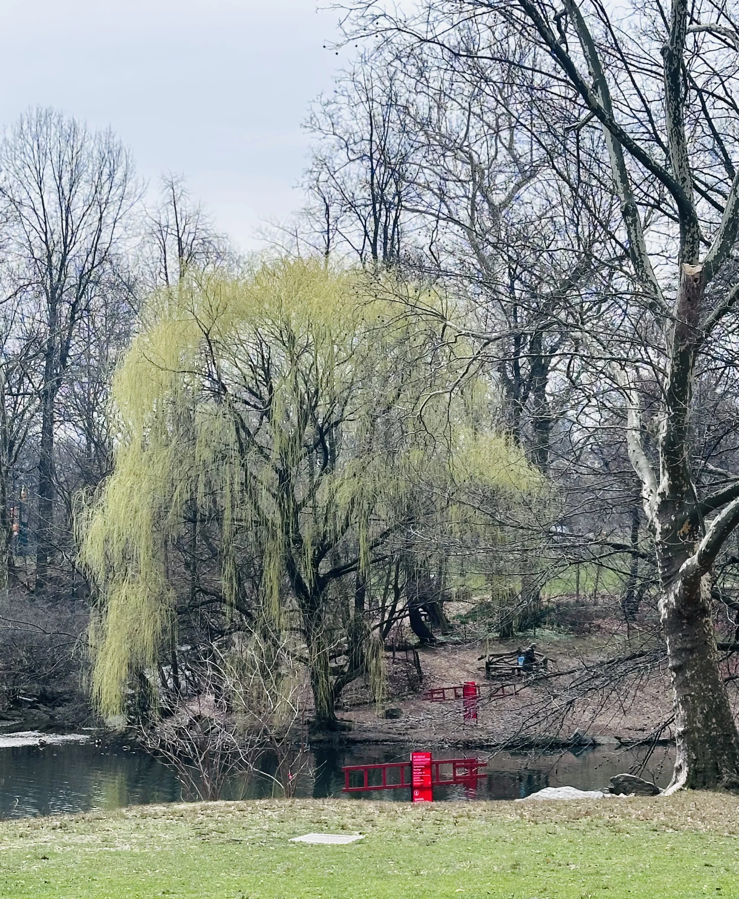 Spring in Central Park