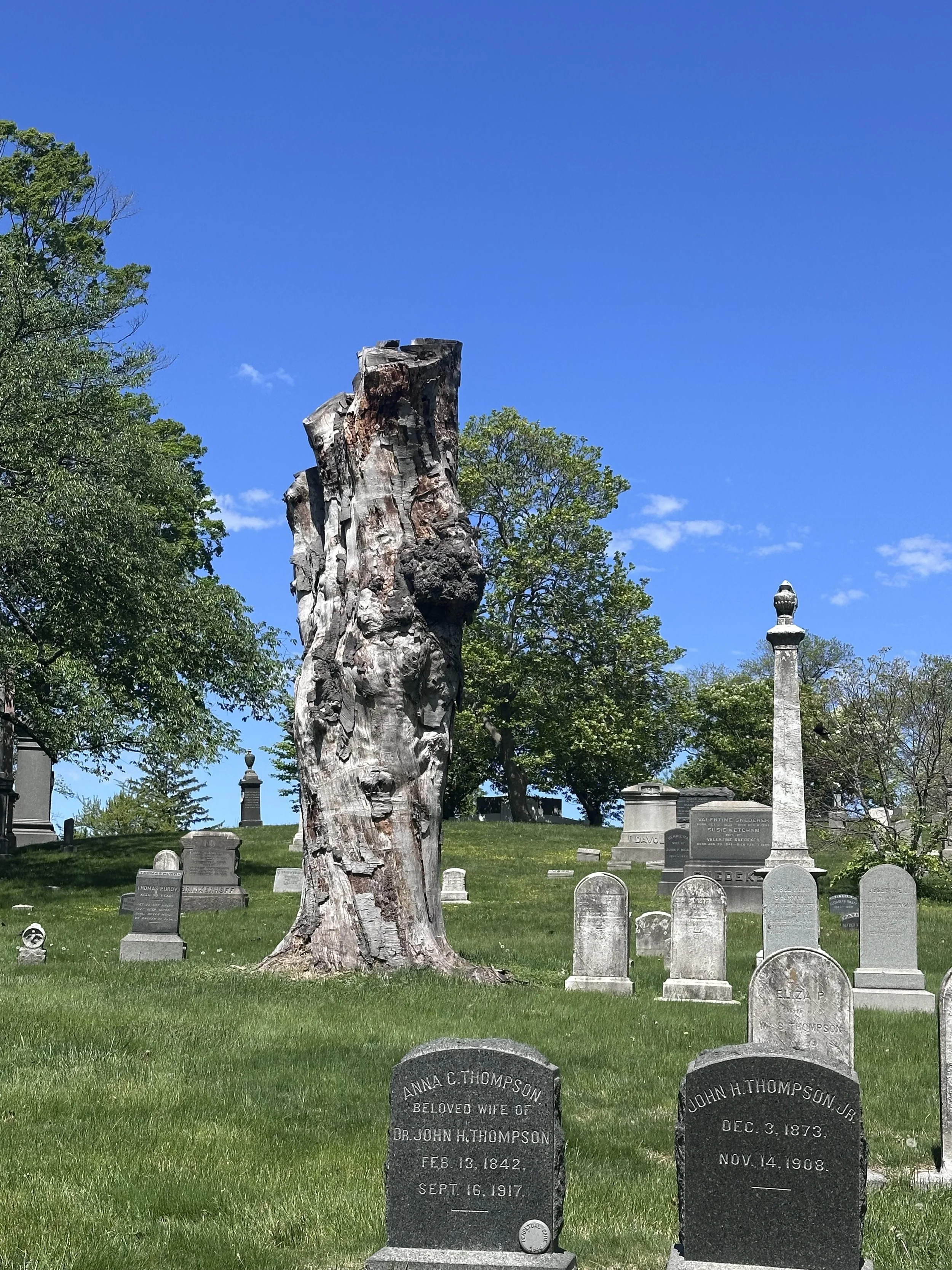 A Majestic Tree Trunk