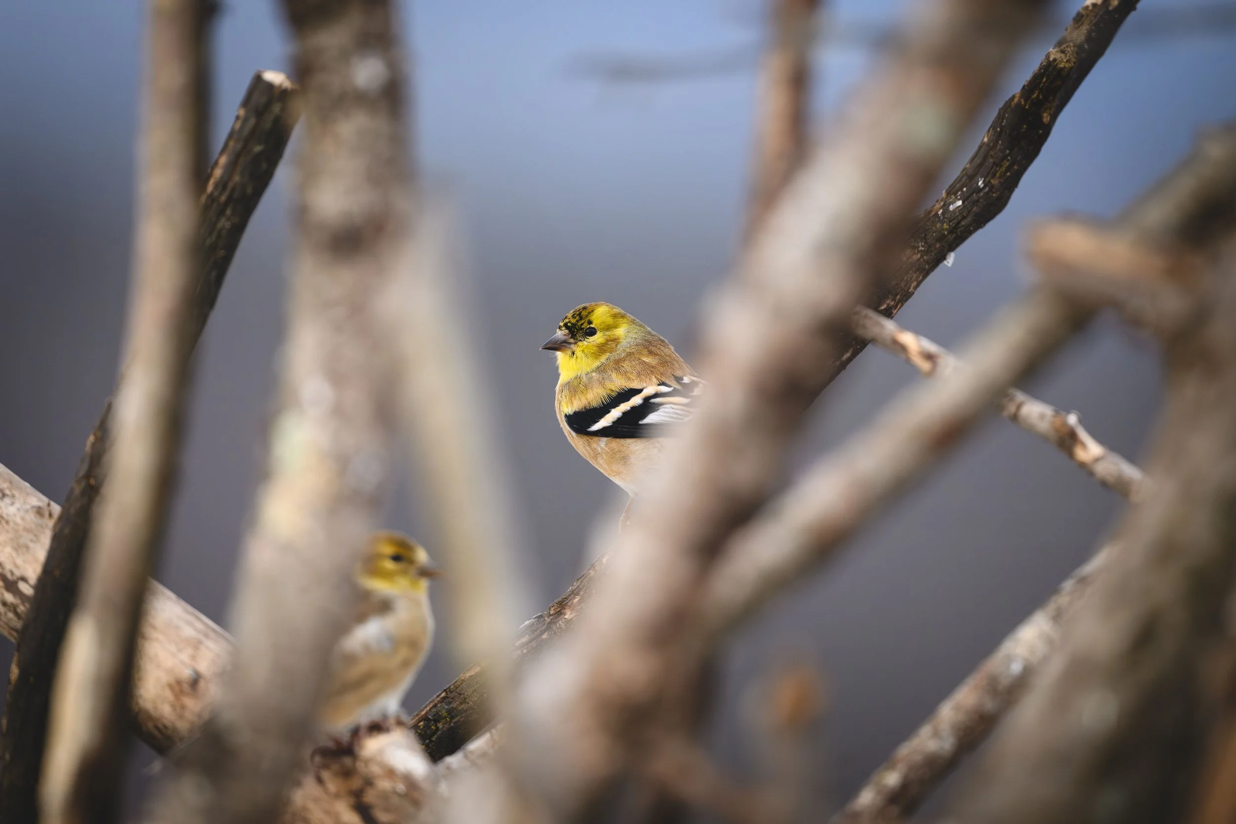 DSC_1601 copy(w).jpg