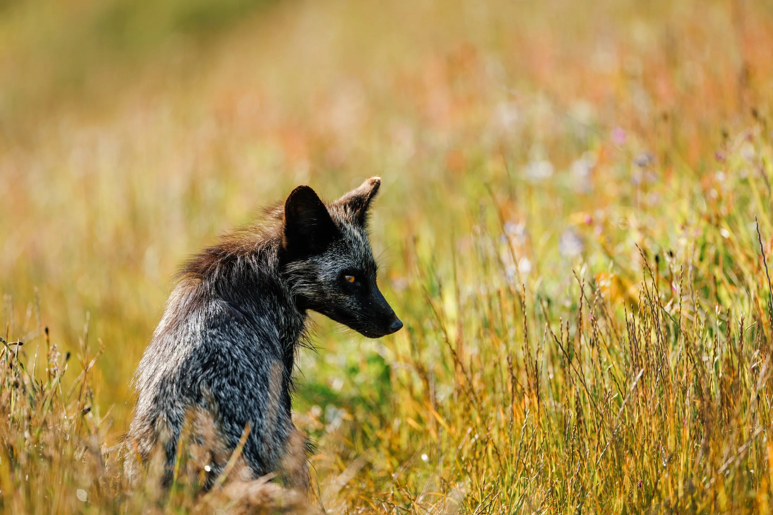 _M3A0021-Enhanced-NR copy.jpg