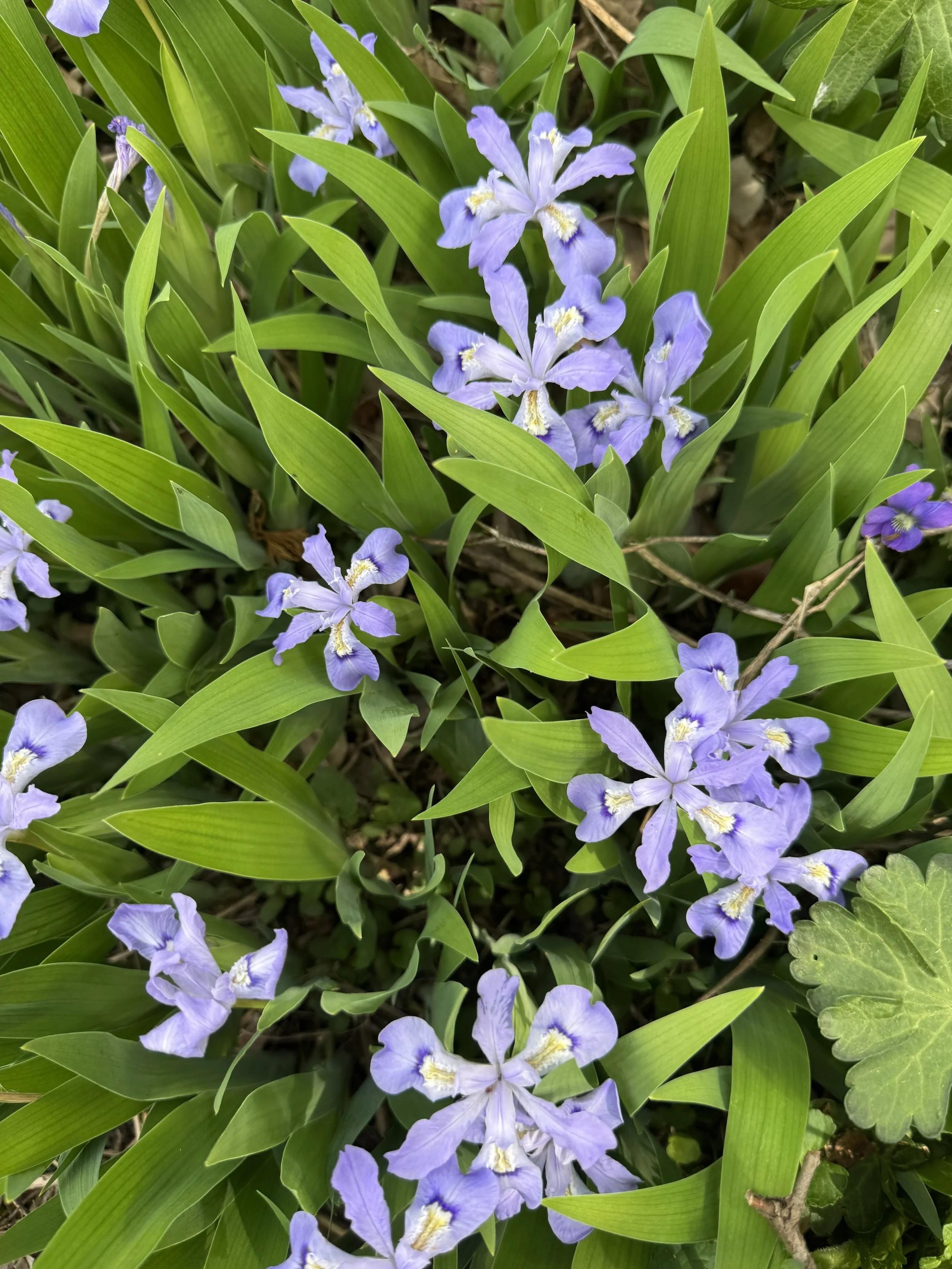 IMG_7238.jpeg