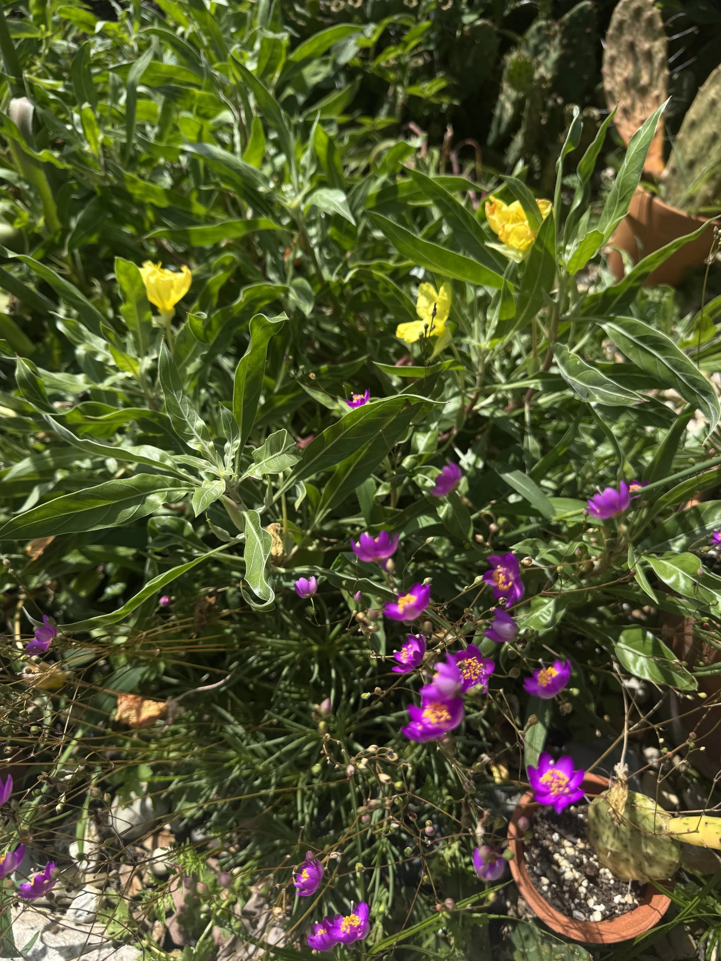 IMG_9068.jpeg