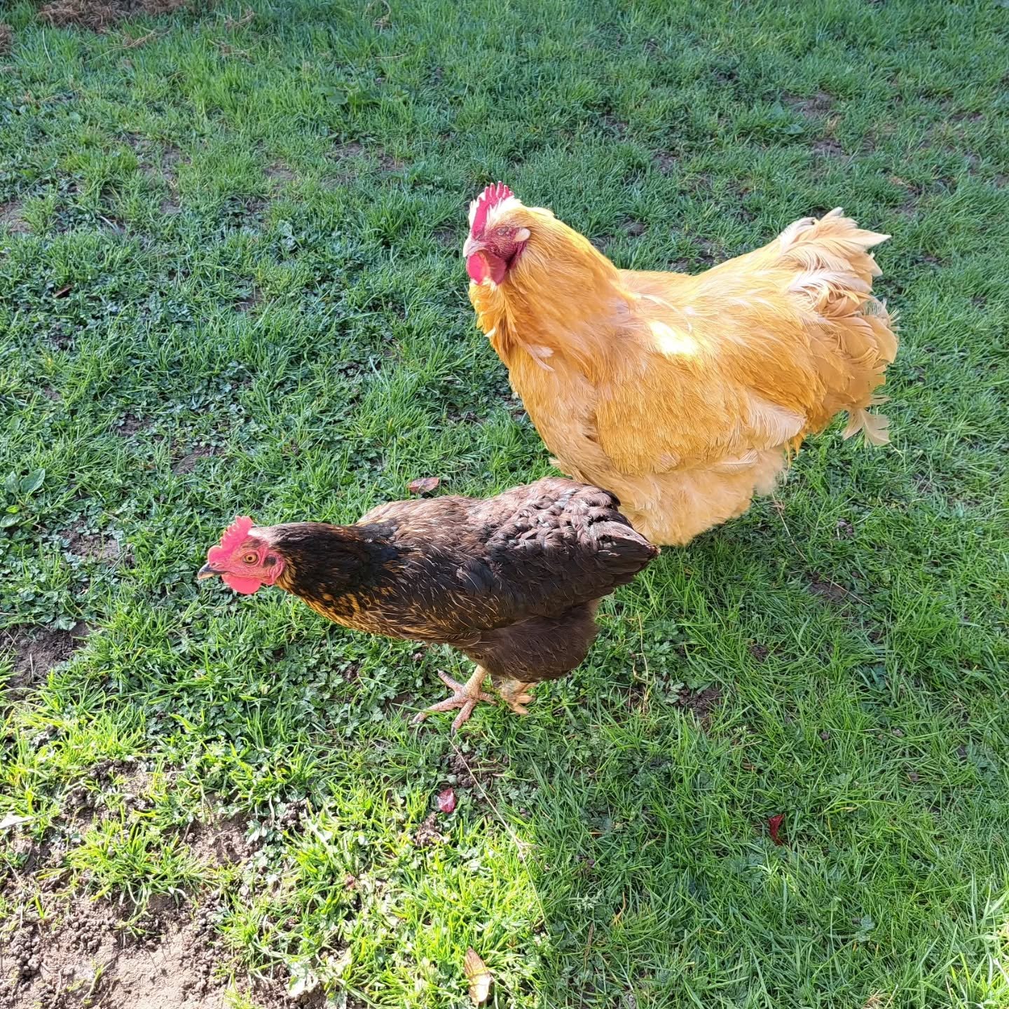 Poule.jpg