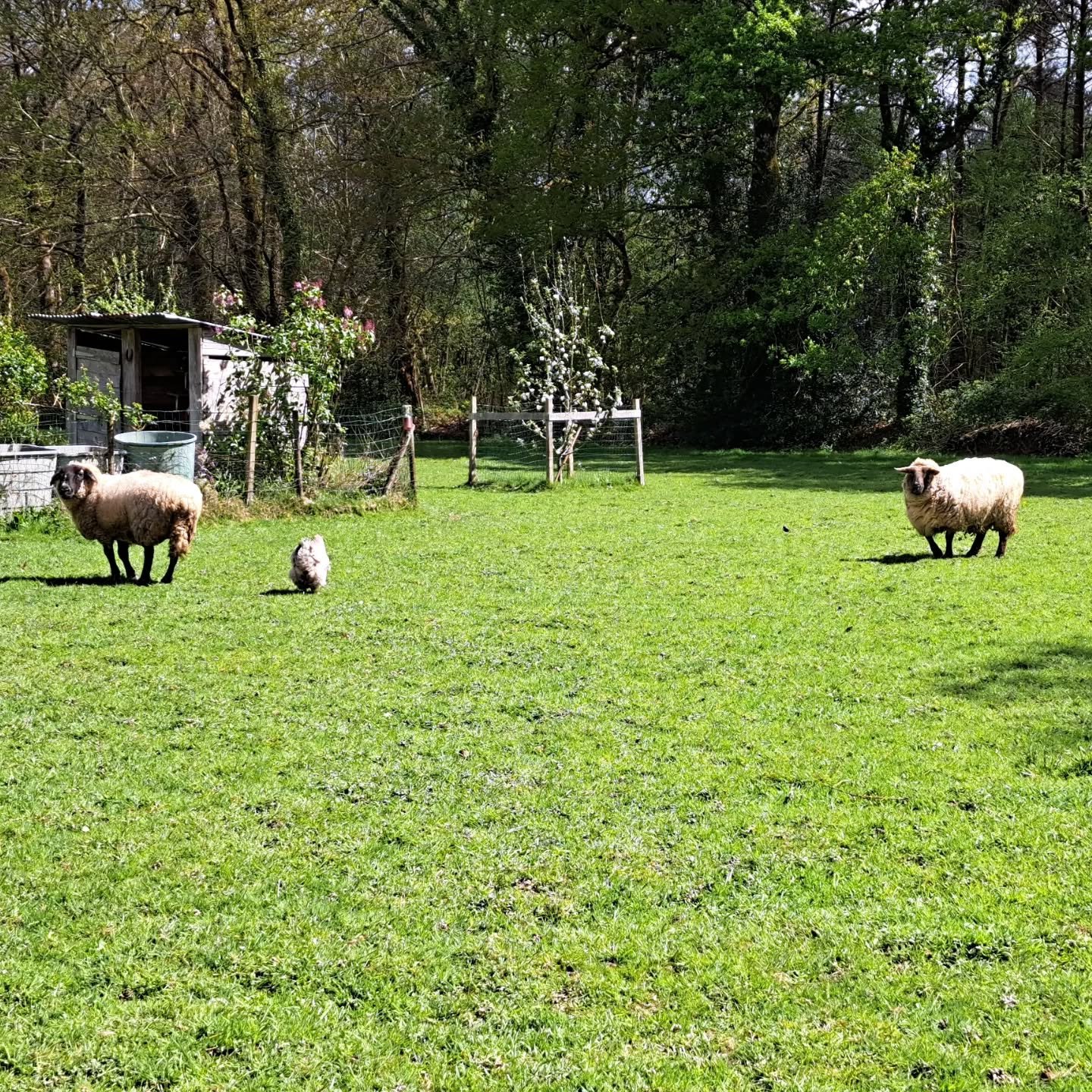 mouton.jpg