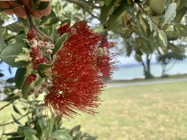 Key Messages for Managing Your Wellbeing Through Christmas &amp; Into the New Year