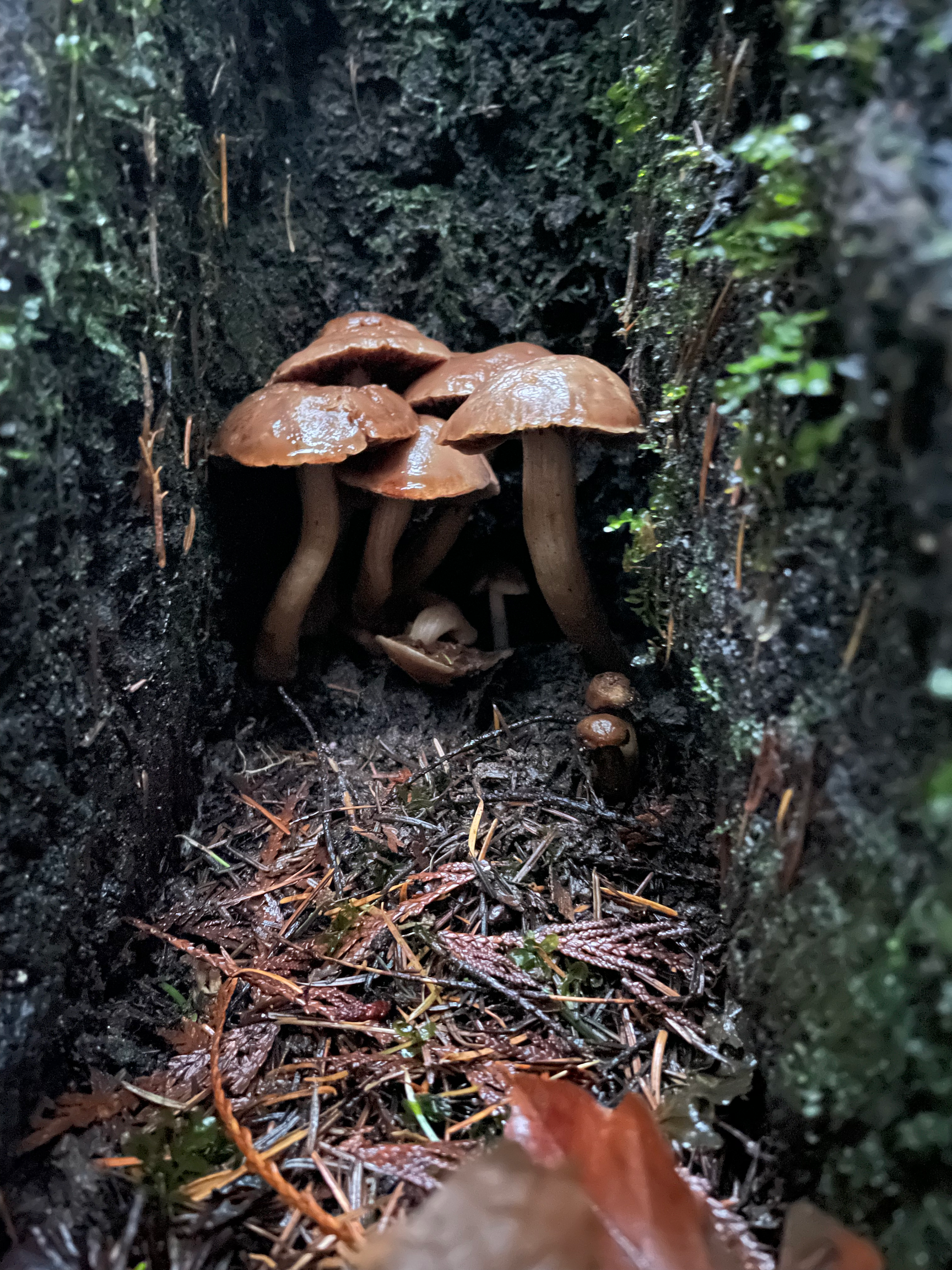 Psychrament Opens Its Doors