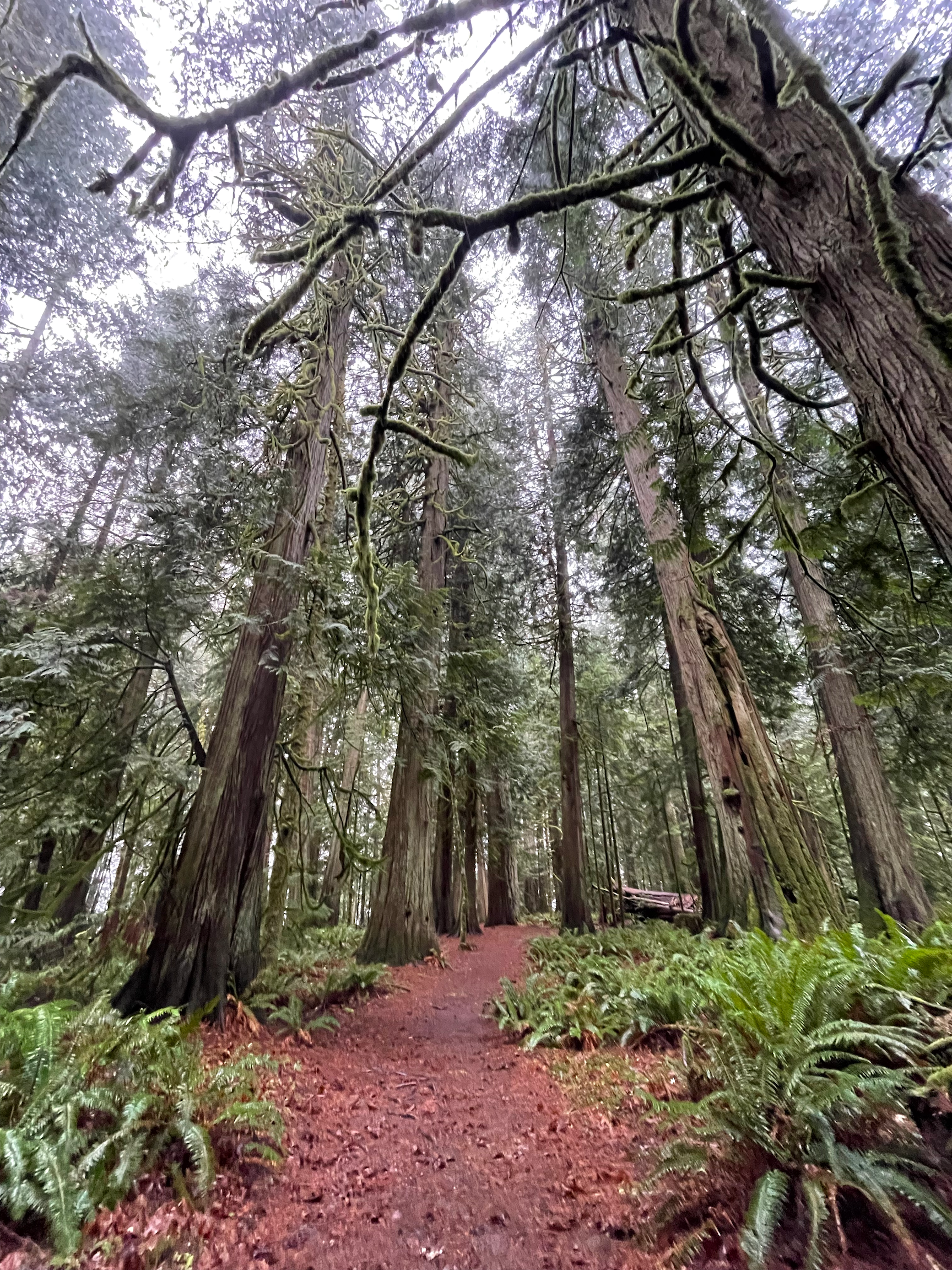 Yuletide Blessings from the Trees