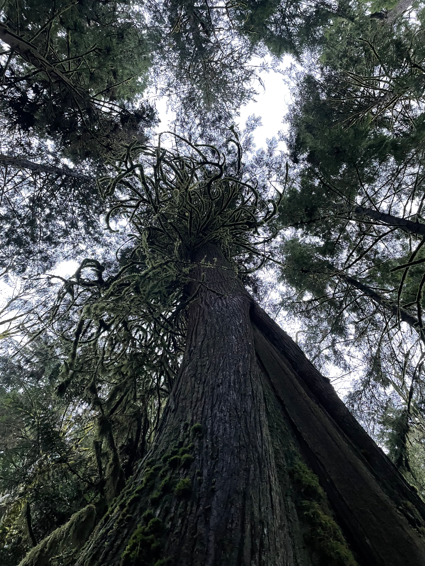 Lake Crescent Cedar and Sky.png