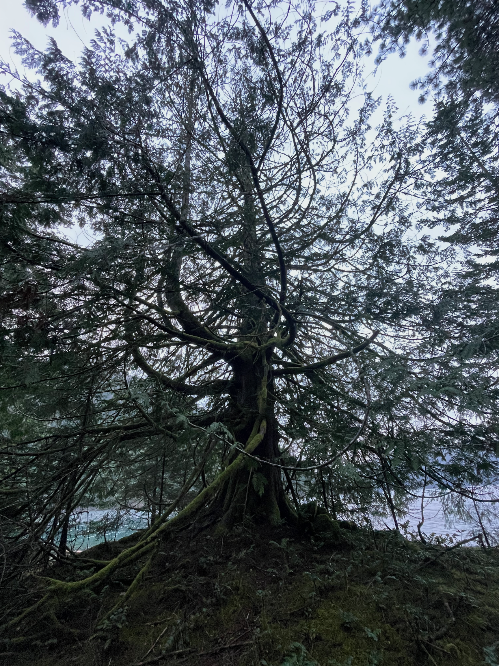 Lake Crescent Cedar Tree.png