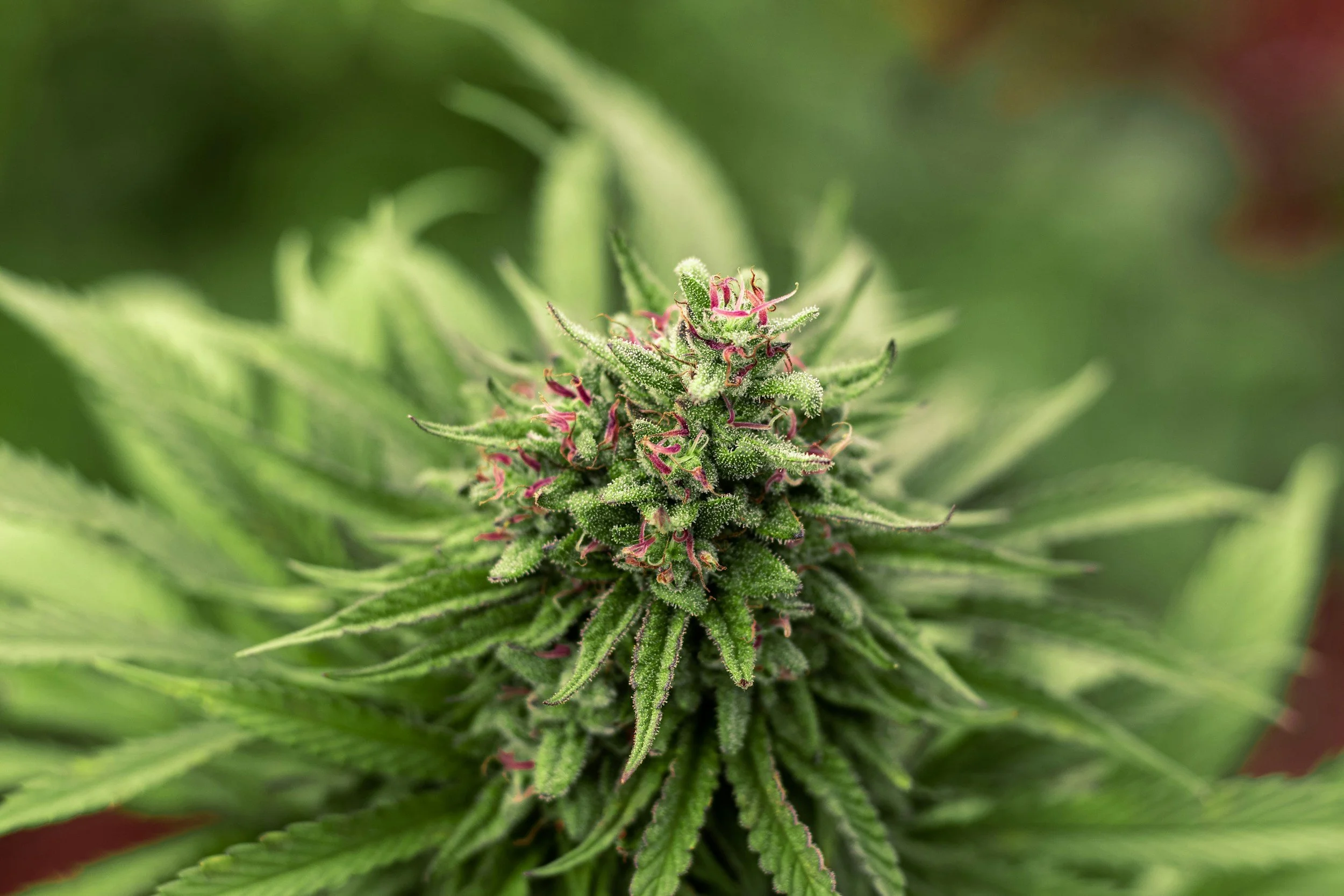From Propaganda to Possibility: Cannabis, Science &amp; the Return of the Sacred