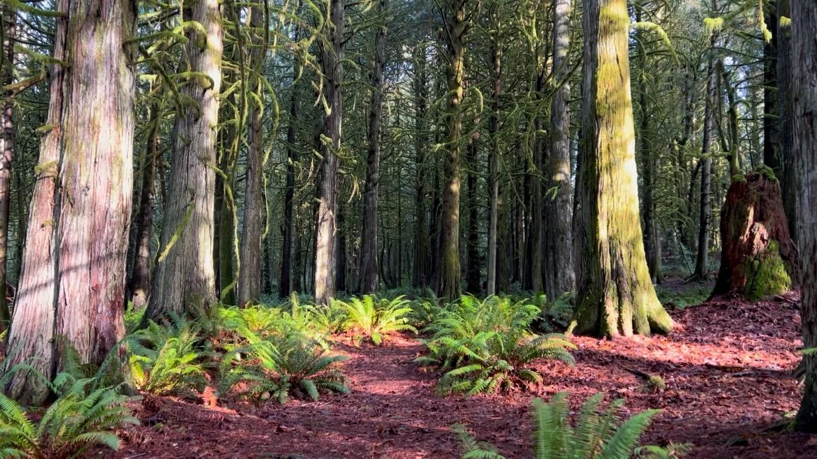 Evergreen forest with ferns on the ground. Sunny, cold day. Cedar trees, evergreen trees, douglas fir trees.