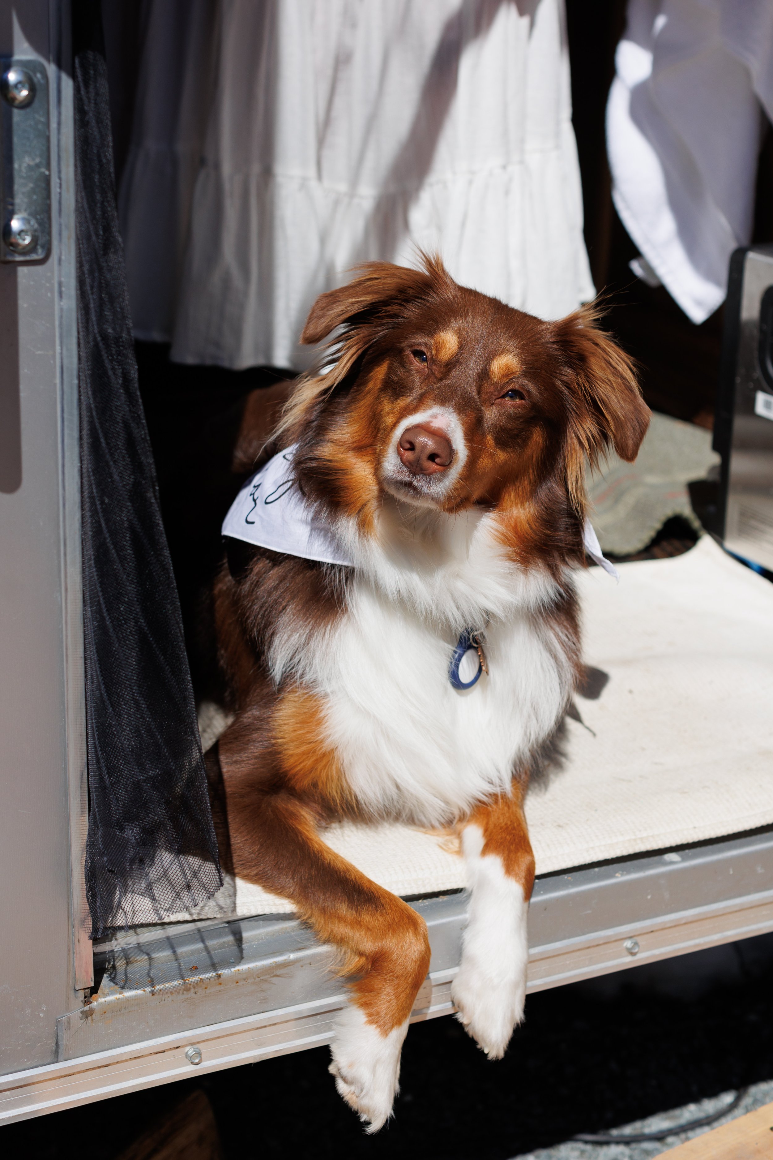 Vermont Elopement with Pets