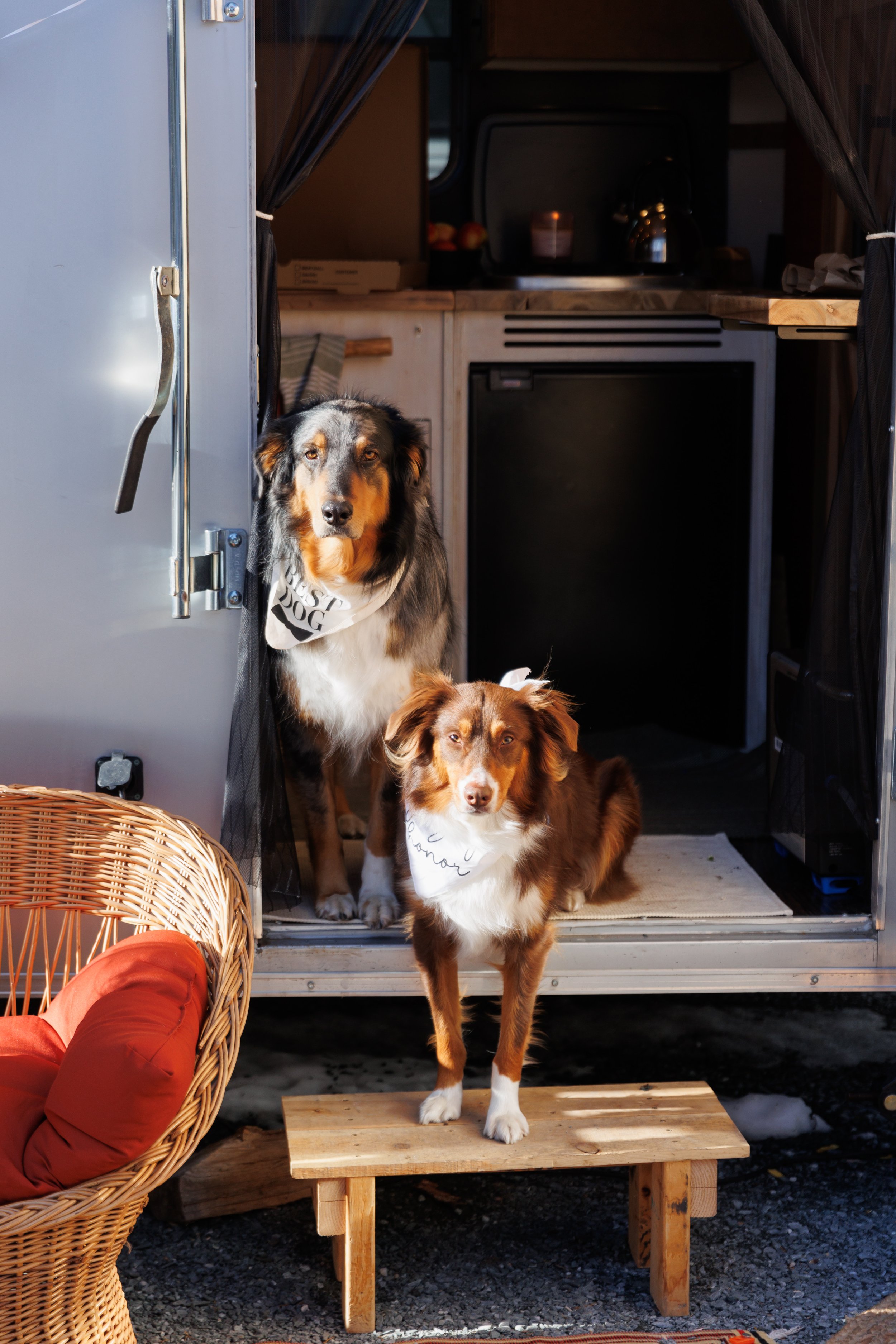 Vermont Pet Photography