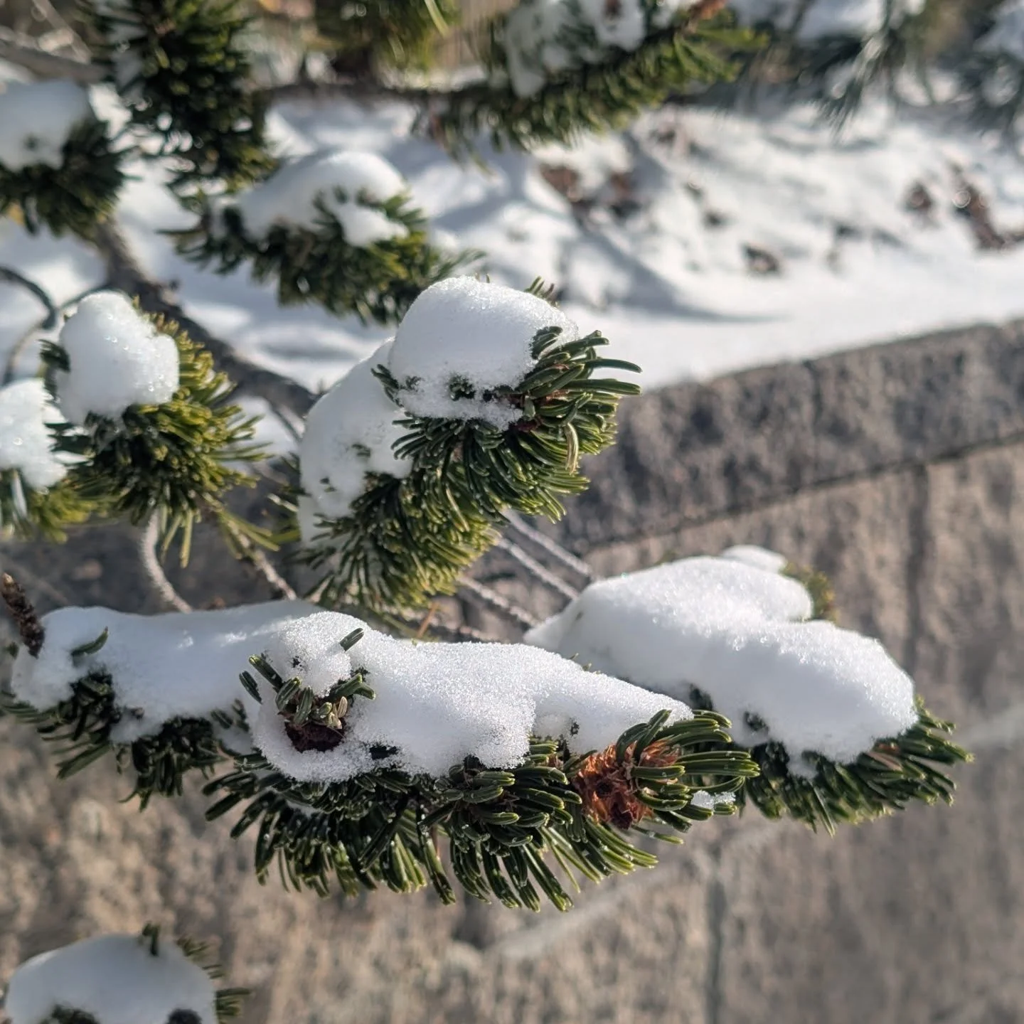 From the recent snow