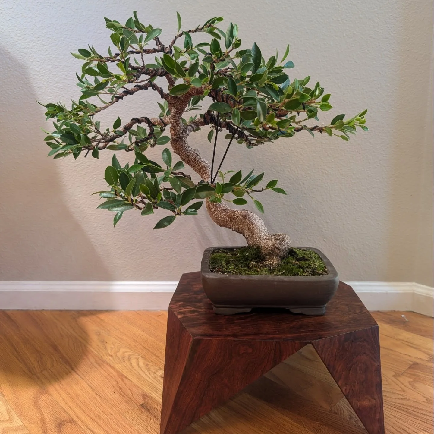 After a year of neglect, I finally made the time to work on this ficus. The lower branch finally seems strong after a few years of trying to push strength there and give it more space/light.
Now to just not neglect it for that long...

After, before,