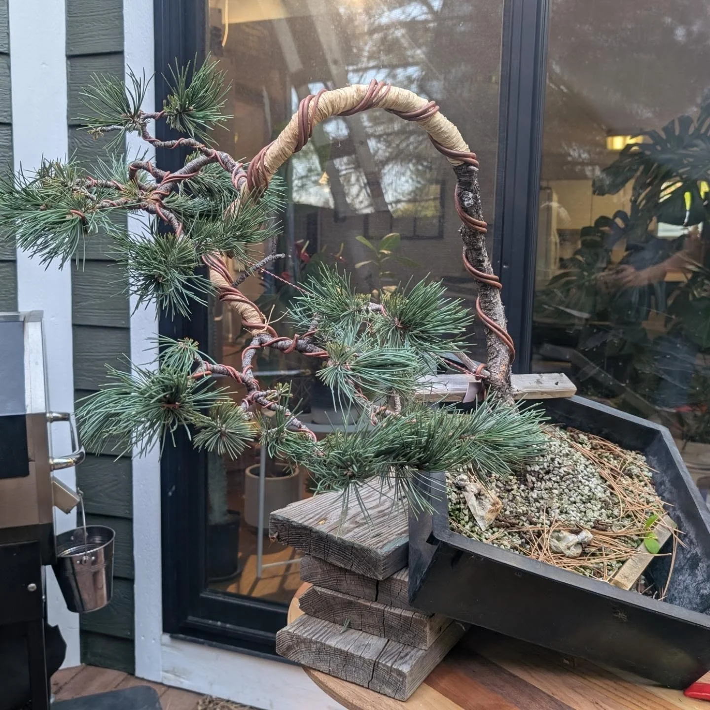 Limber pine - Pinus flexilis

Initial styling finished yesterday. Did the big bend one afternoon before running out of light and having to shelve it for a few days.
The branch structure on this one was really nice to work with.

Eventually I'll get t