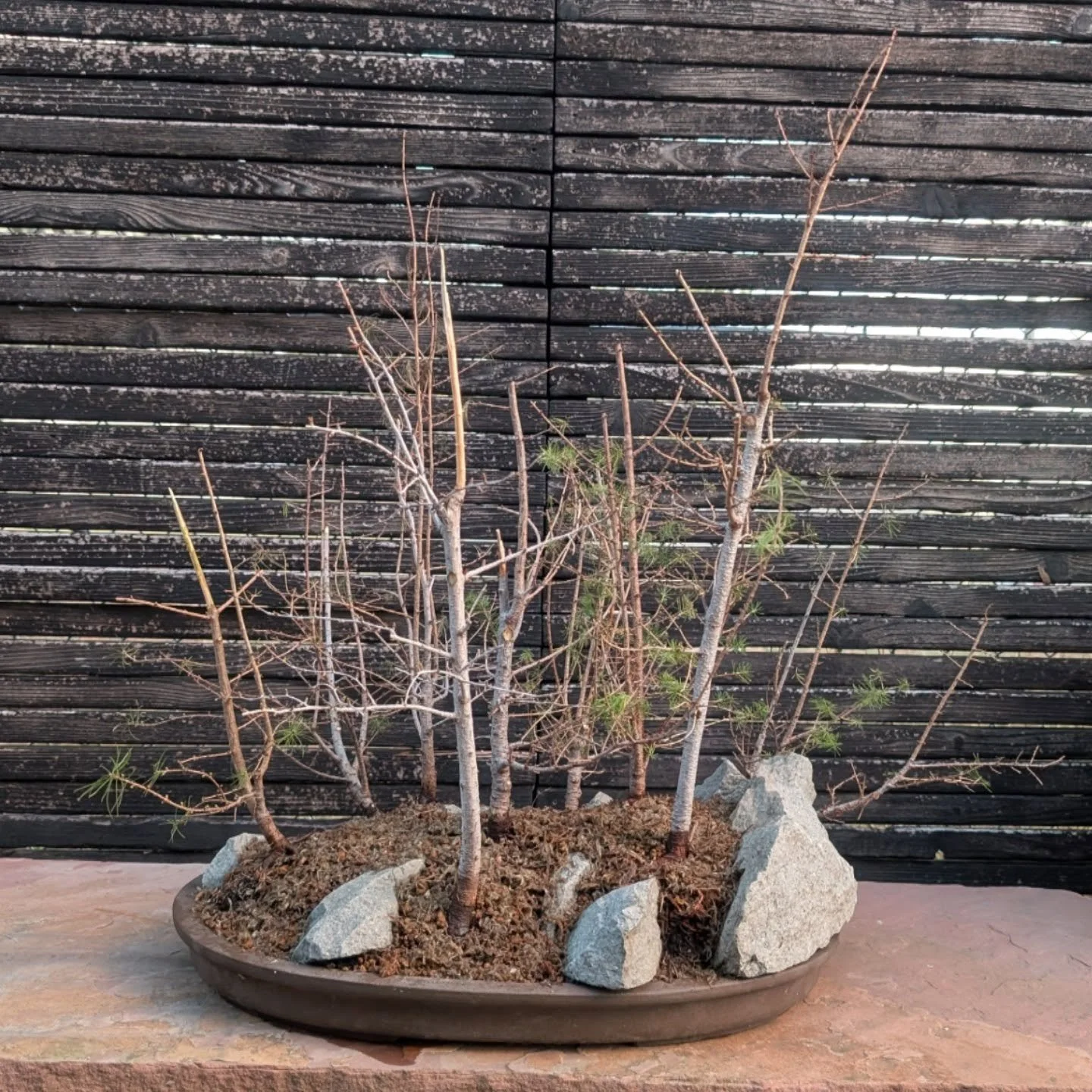American Larch Forest
Larix laricina

Pot: Jim Barrett

A 5-hour marathon repotting session to get this one planted. It will need styling work but that will have to wait until next year. Did as much pruning as I was comfortable with during the repot 