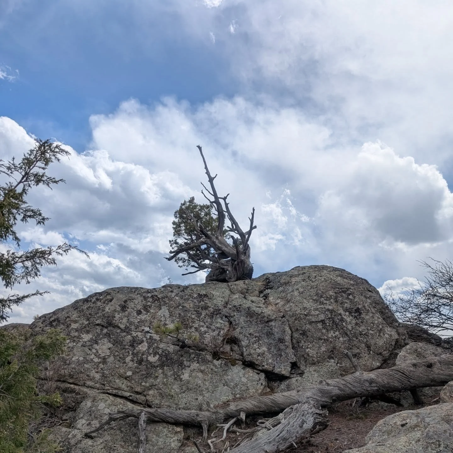 Some photos from trips to the mountains the last few weeks.

Pics 1-4: All of the same Rocky Mountain Juniper (April 13th)
Pics 5-10: Forest views at 9000-9500 ft (April 26-27)