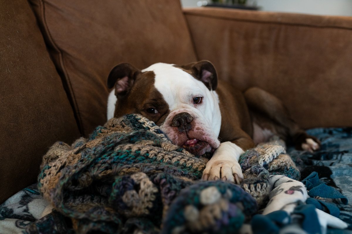 Minot+Photographer+North+Dakota+Sarah+Downtown_minot-Dogs on Couch-001.jpg