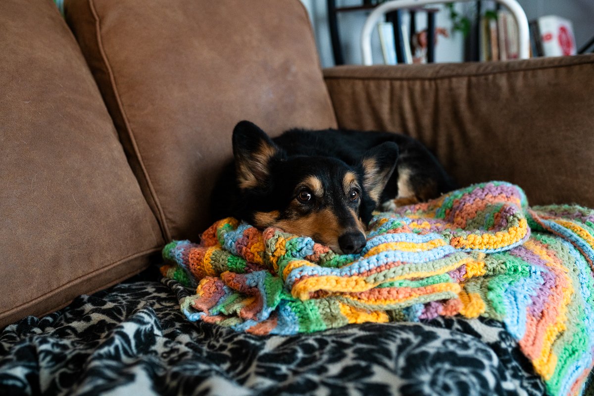 Minot+Photographer+North+Dakota+Sarah+Downtown_minot-Dogs on Couch-003.jpg