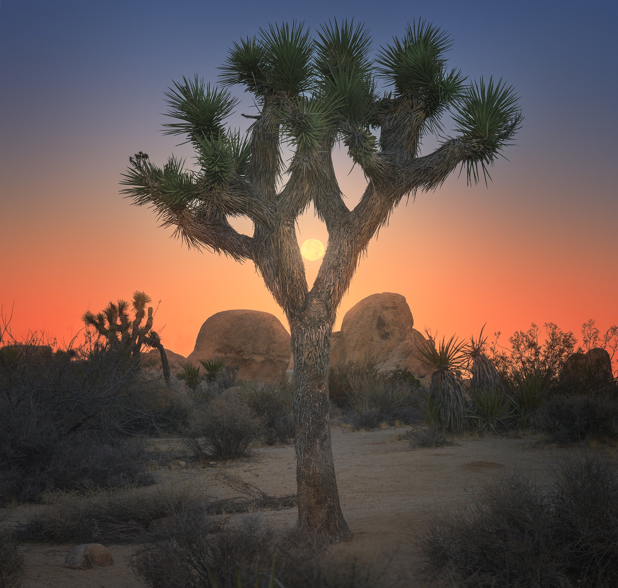Joshua Tree 2048px.jpg