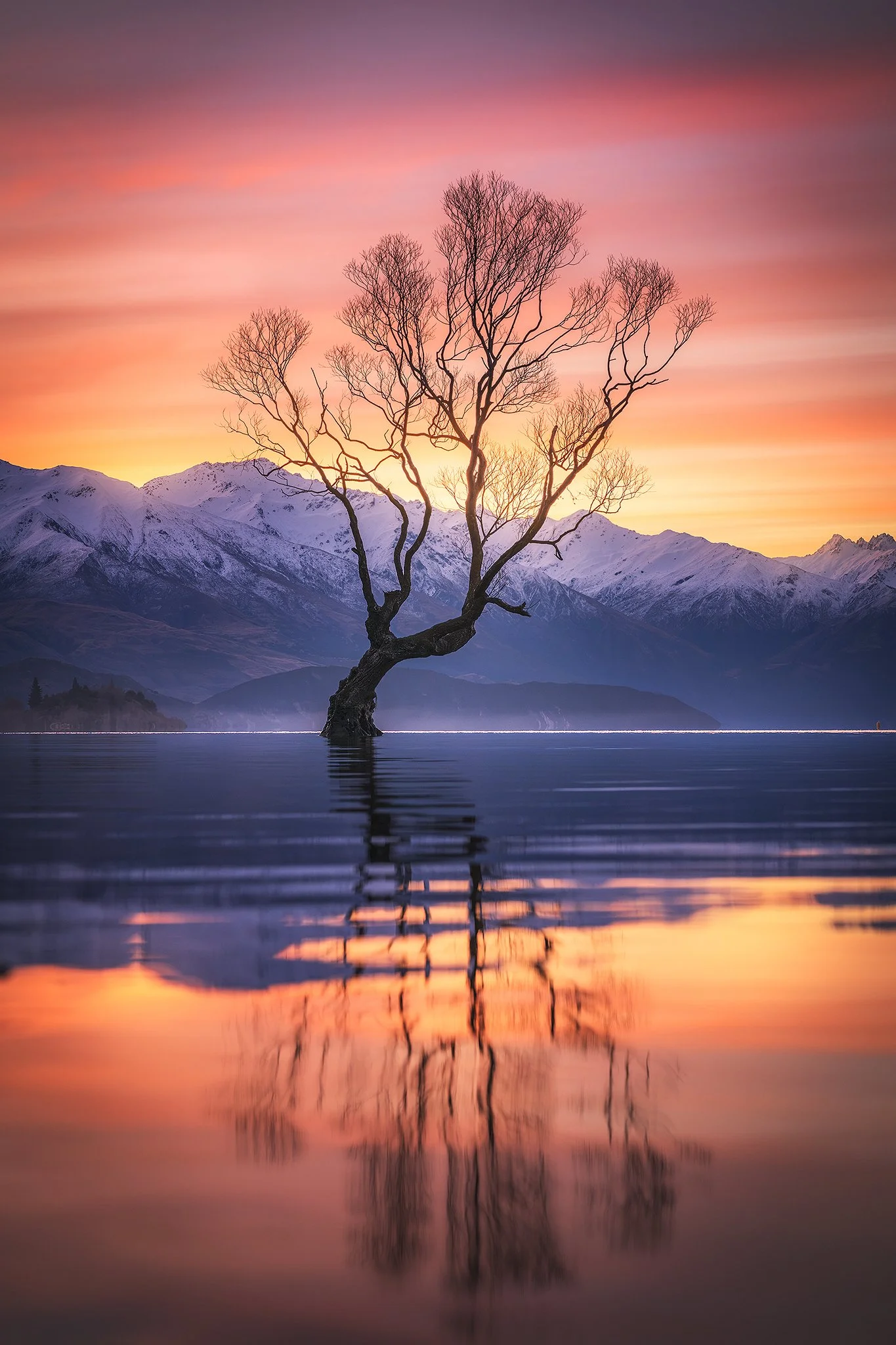 WANAKA TREE 2048px copy.jpg