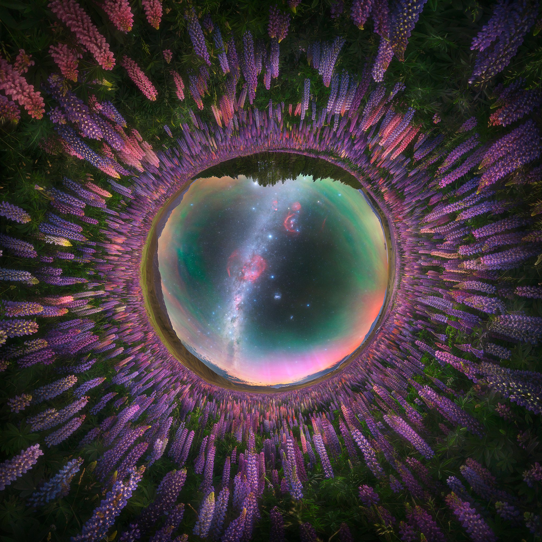 Lupin 360 2048px.jpg