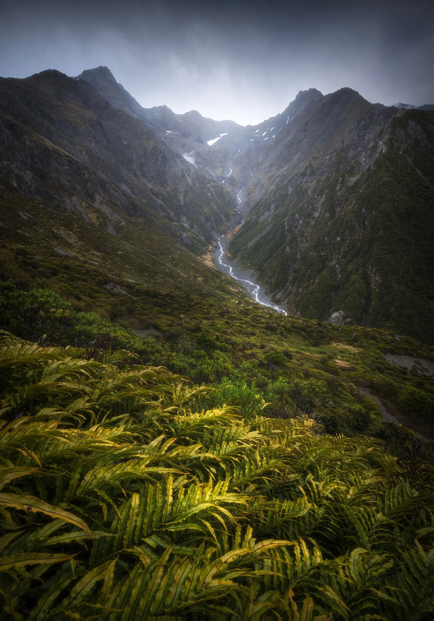 Ferns 2048px.jpg