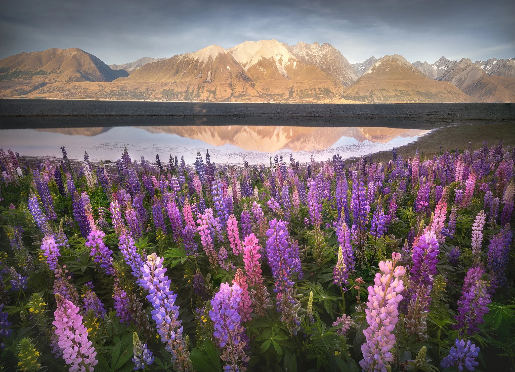 Lupins 2048px.jpg