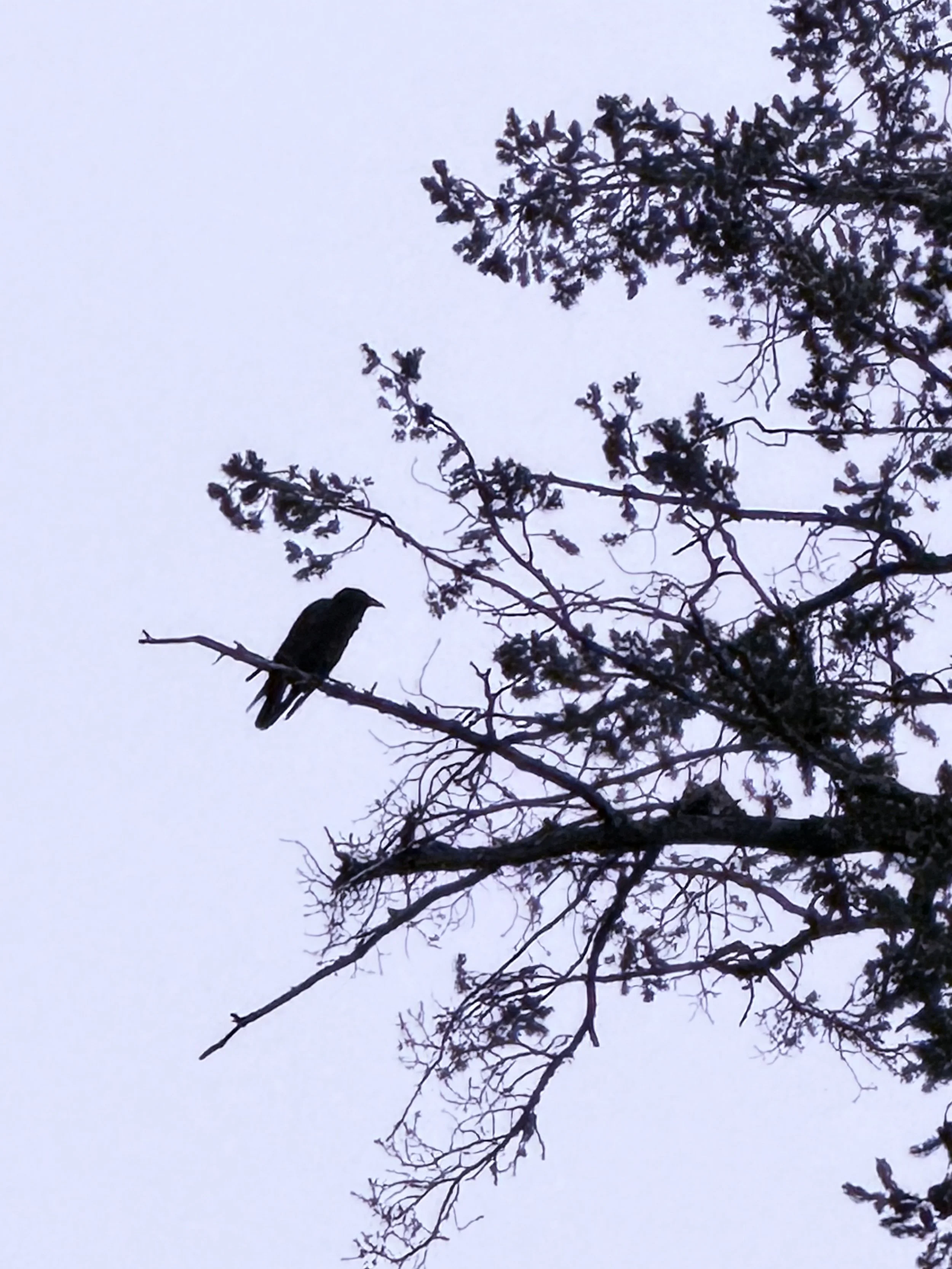First Bird Walk at Bush's Pasture Park