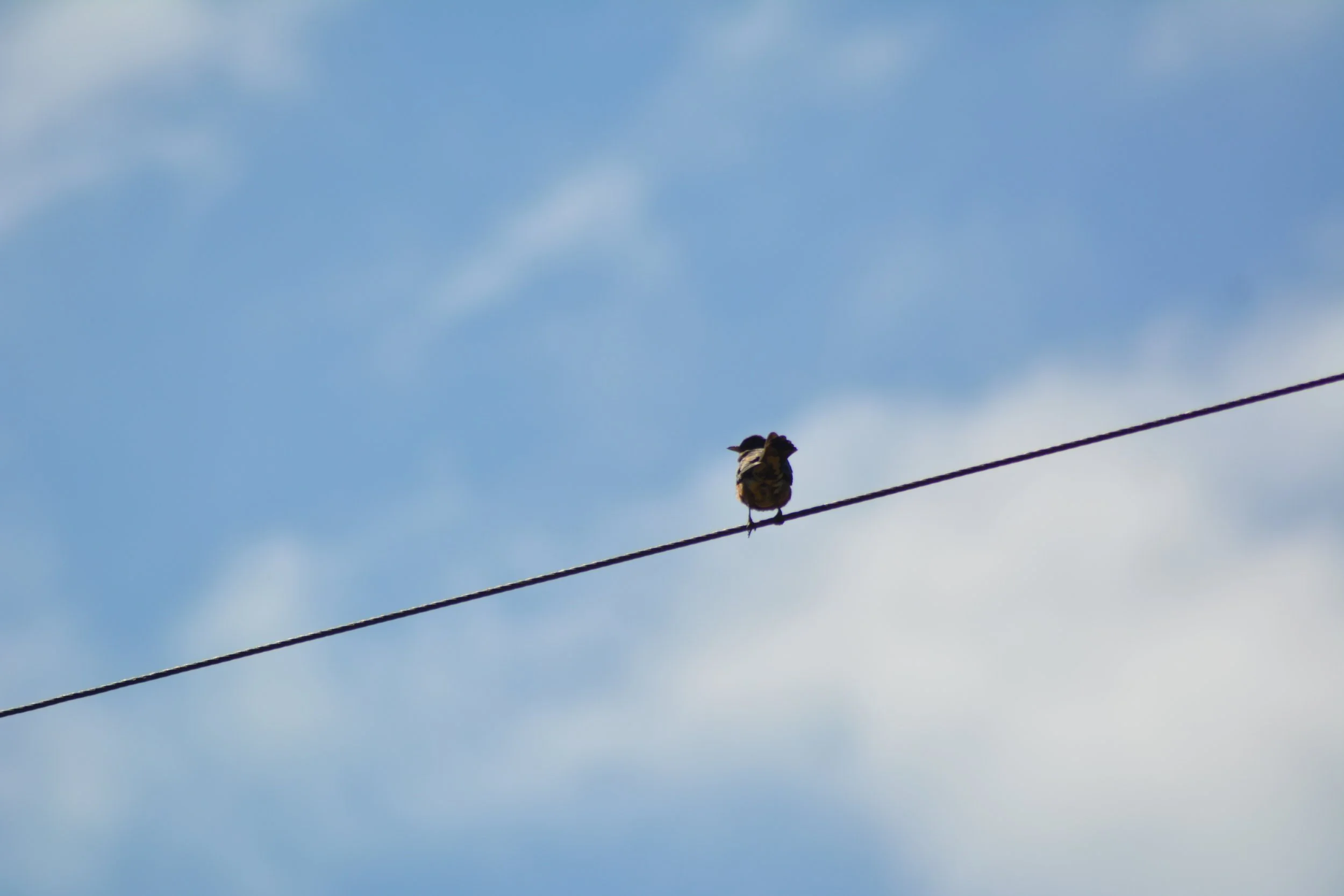 DSC_0063.jpeg