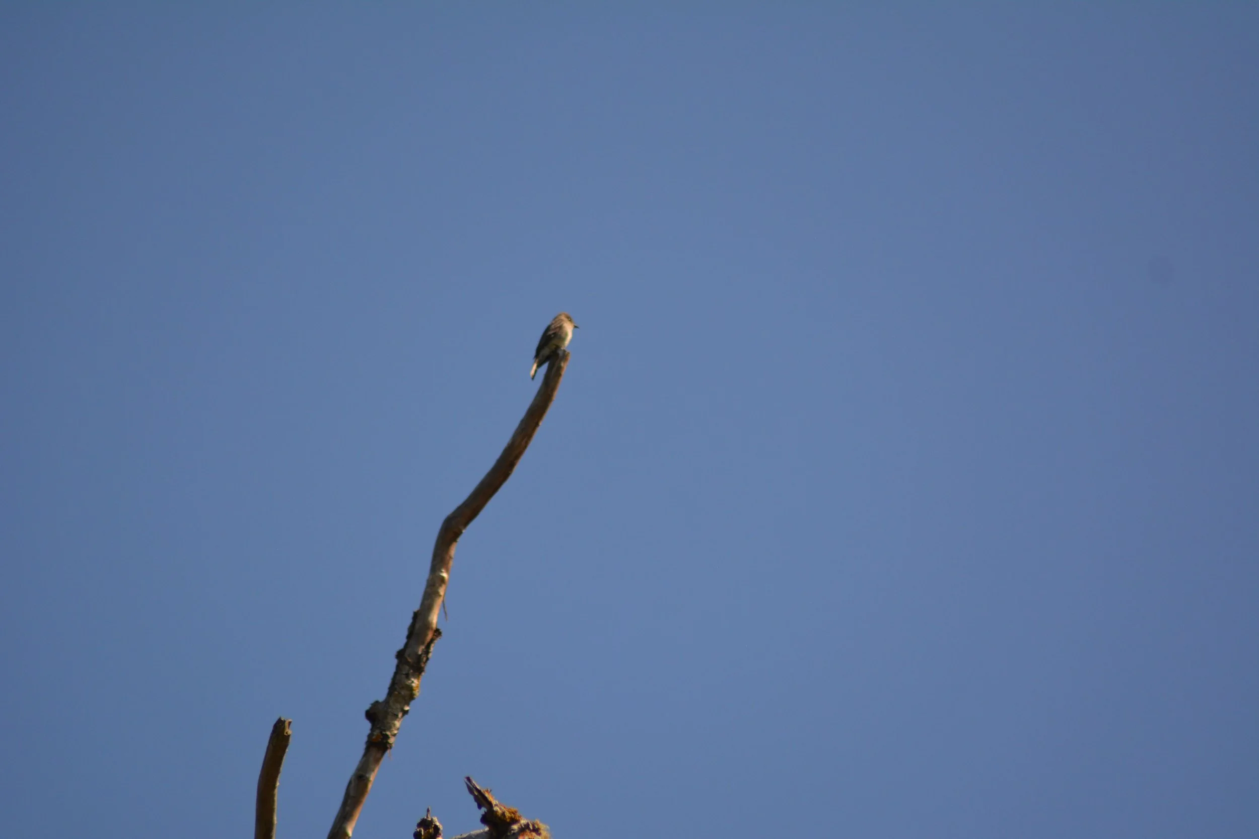DSC_0113.jpeg