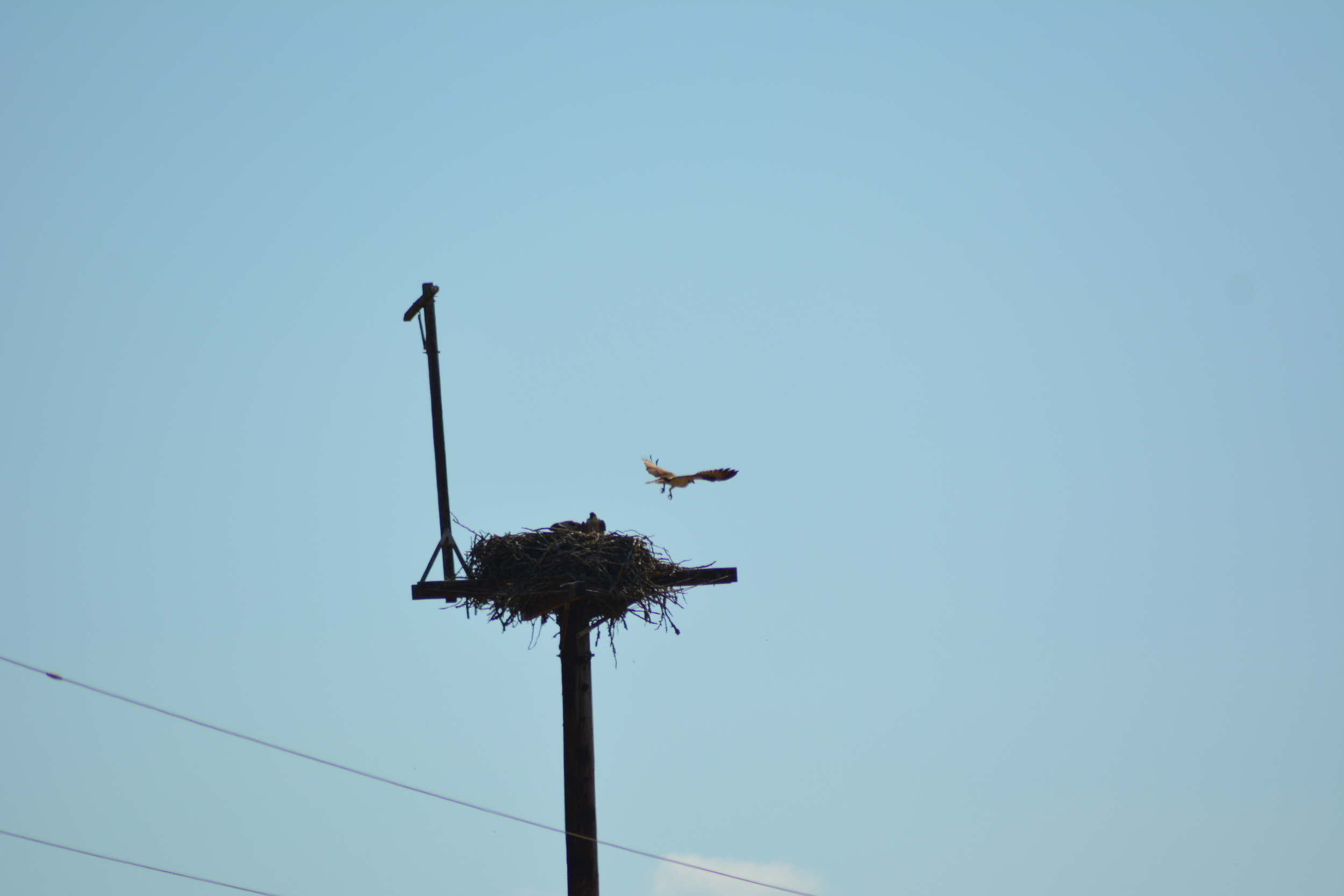 DSC_0050.png