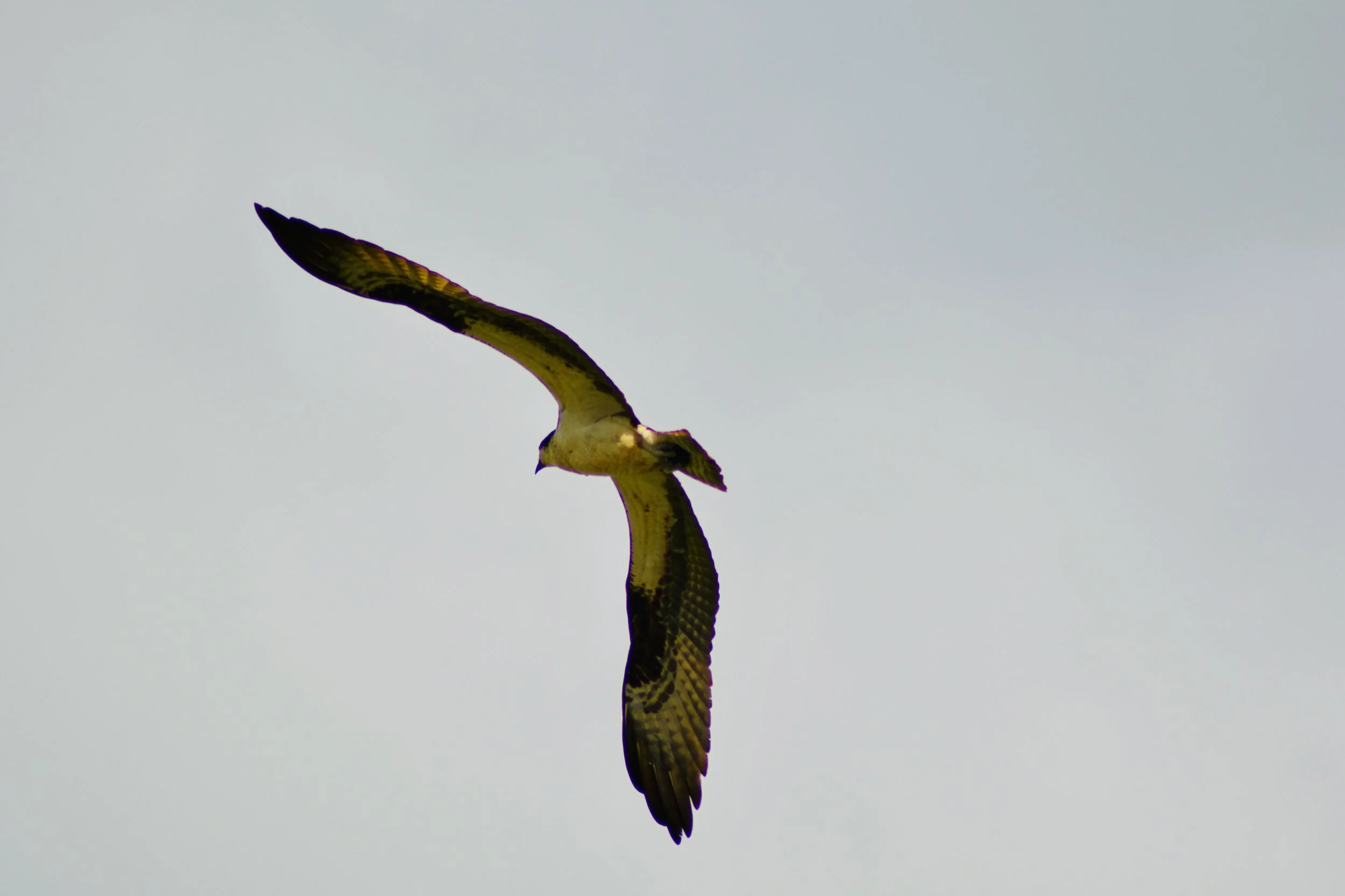DSC_0153.jpeg
