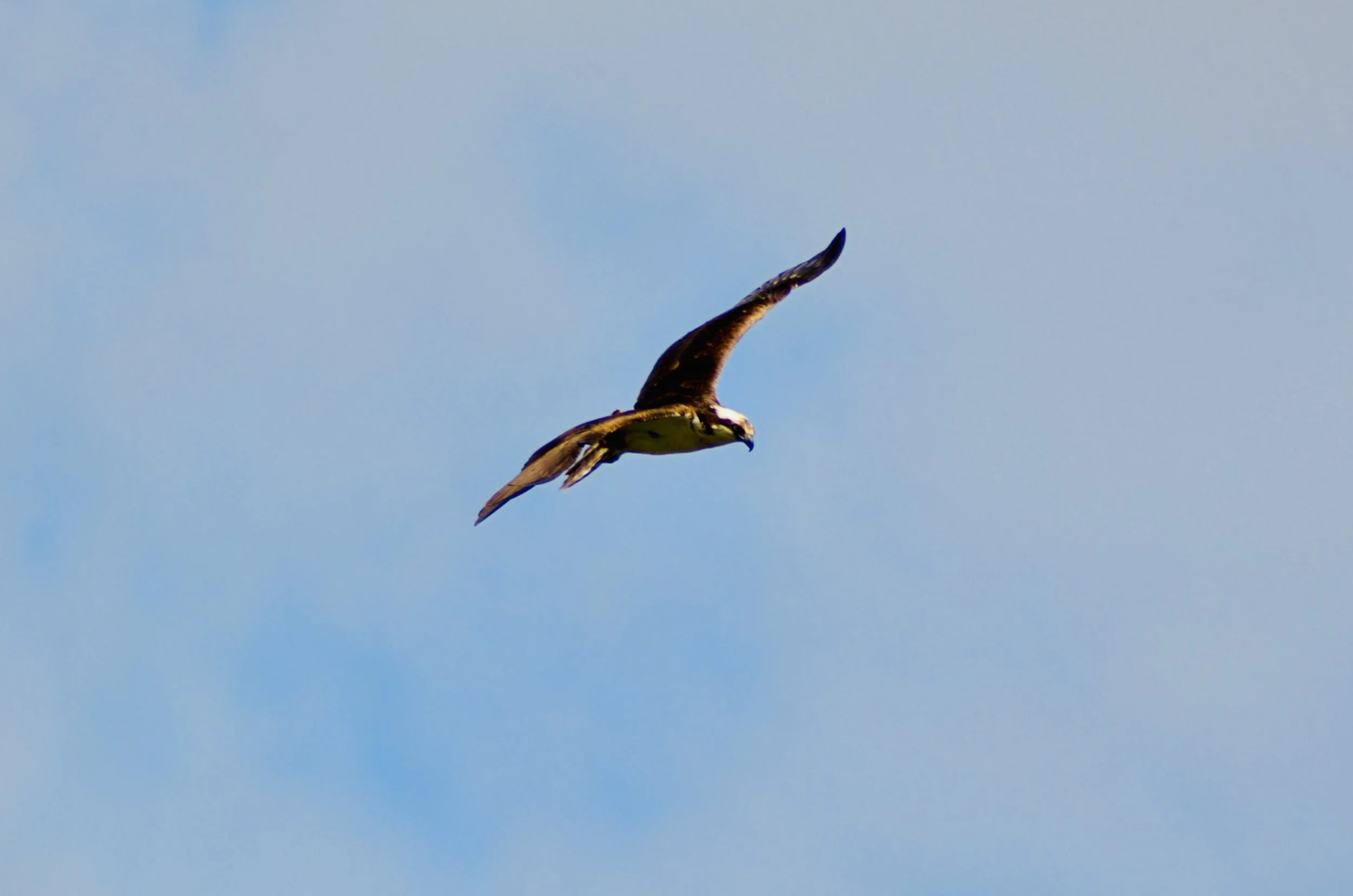 DSC_0154.jpeg