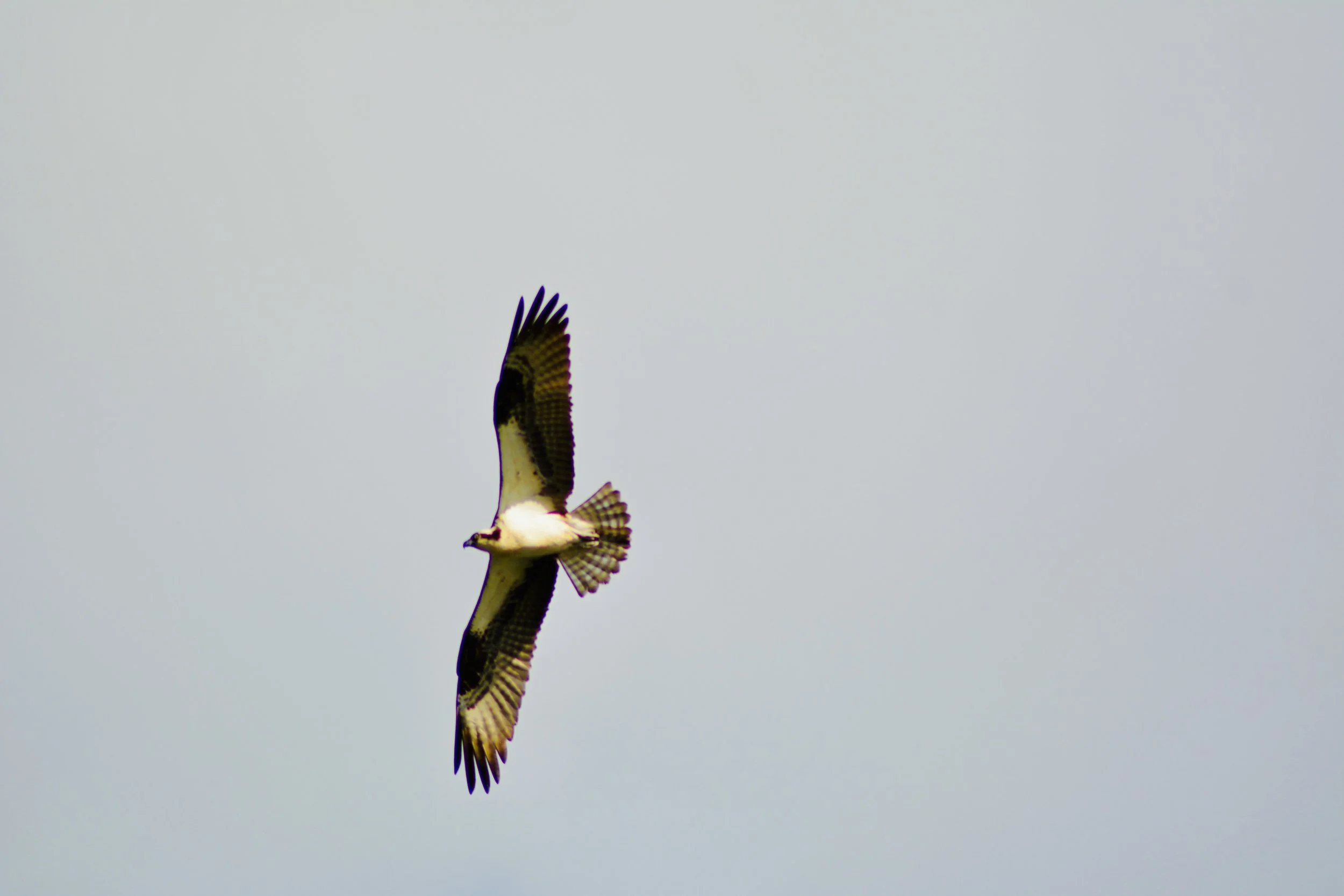 DSC_0155.jpeg
