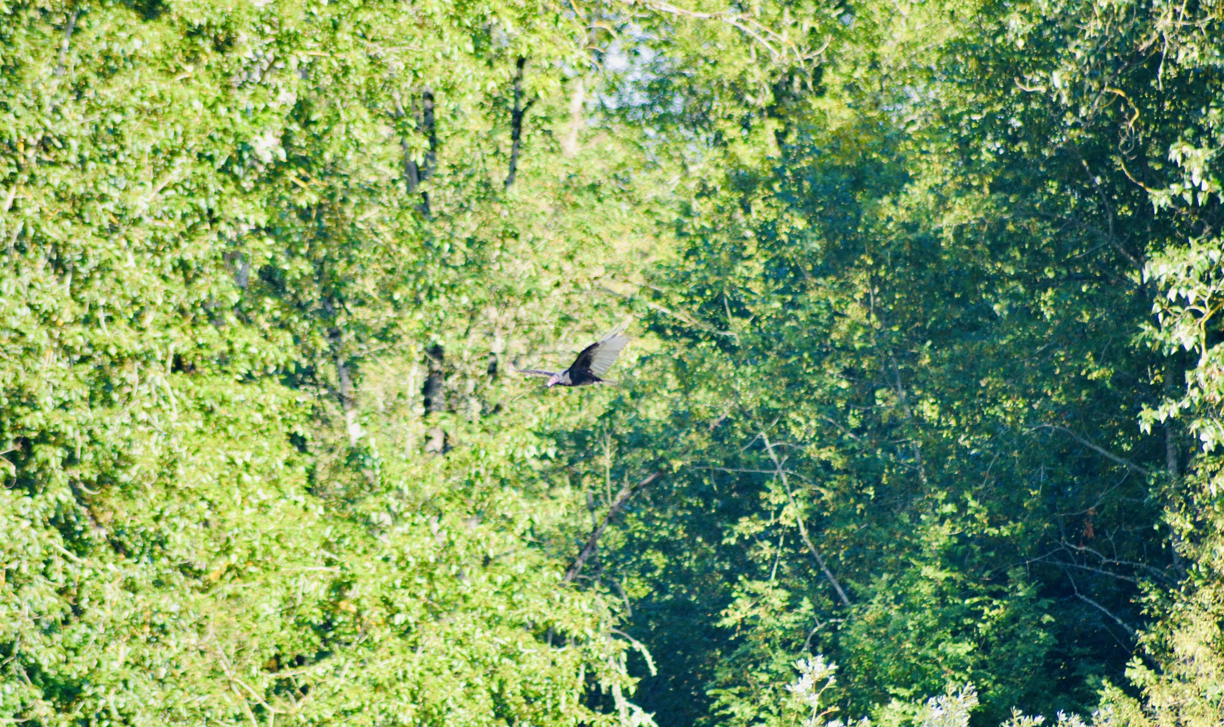 DSC_0139.jpeg