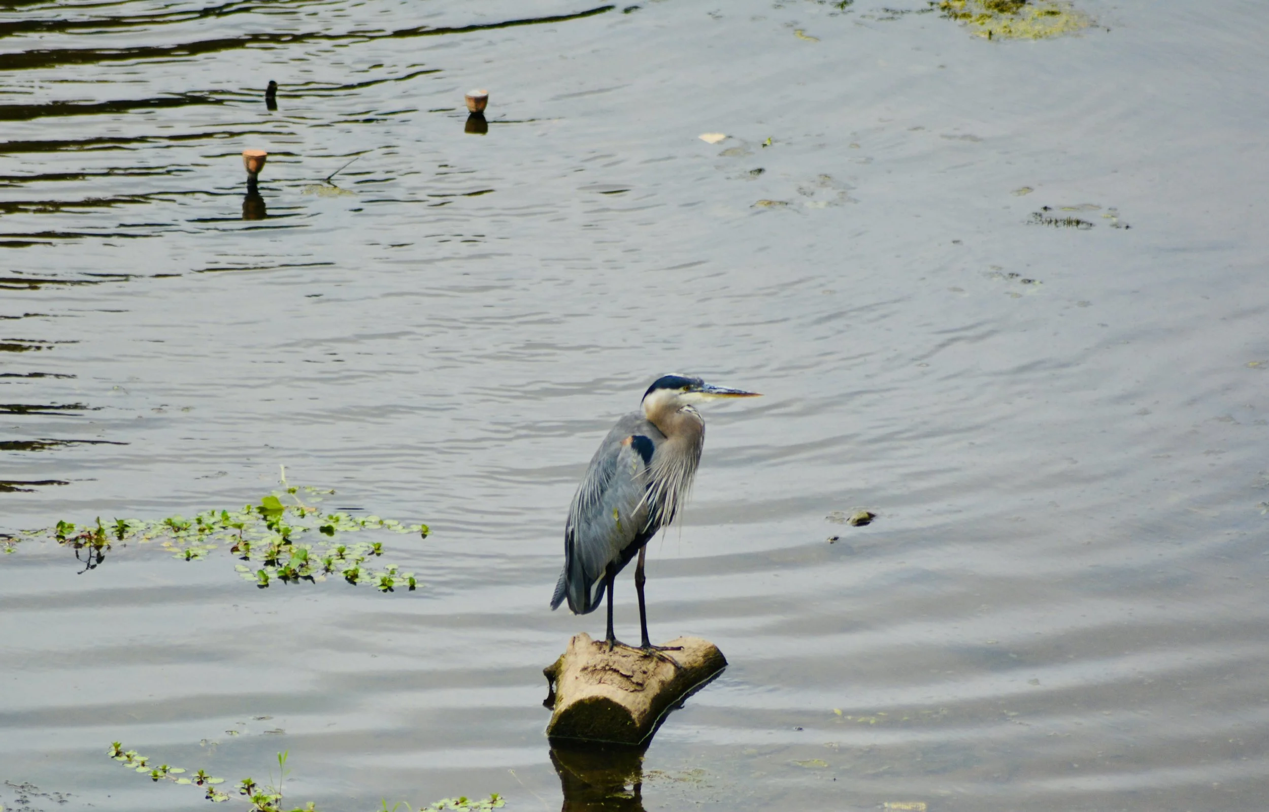 DSC_0221.jpeg