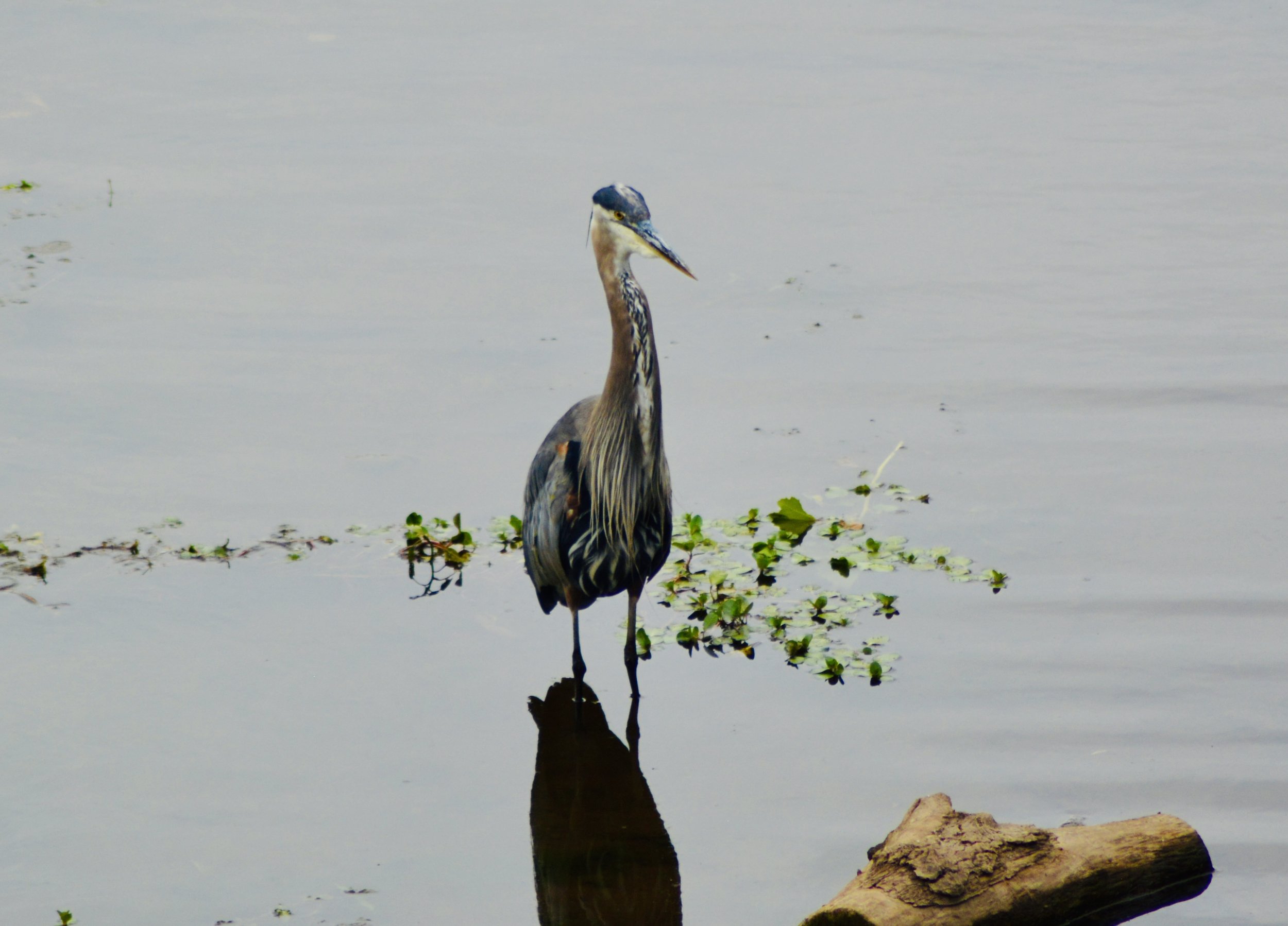 DSC_0216.jpeg