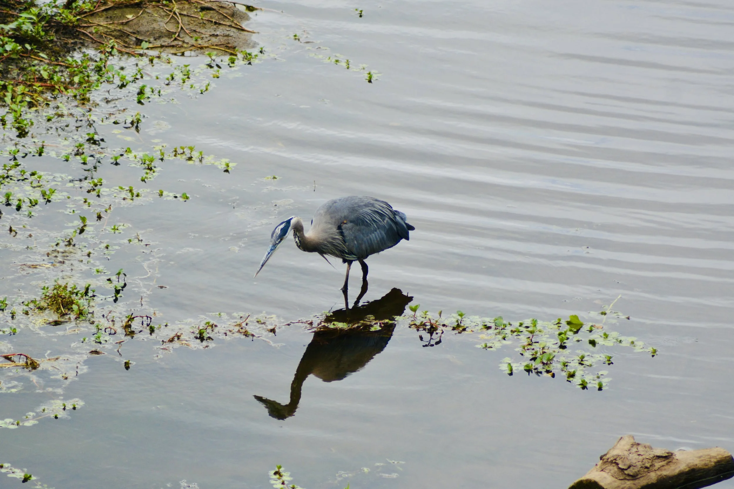 Exploring Birds, Bees, and Nature Along the Willamette River