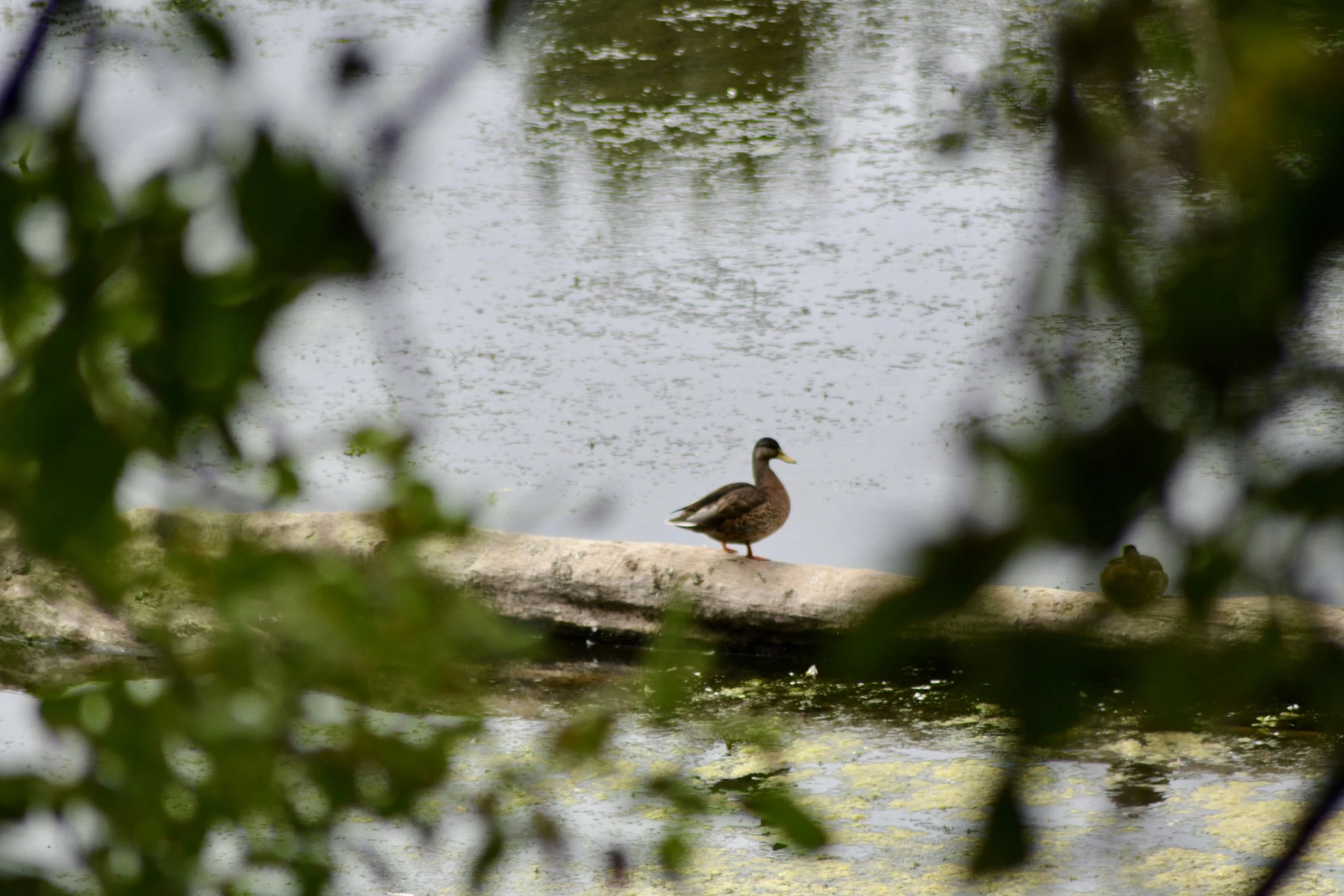 DSC_0025.jpeg