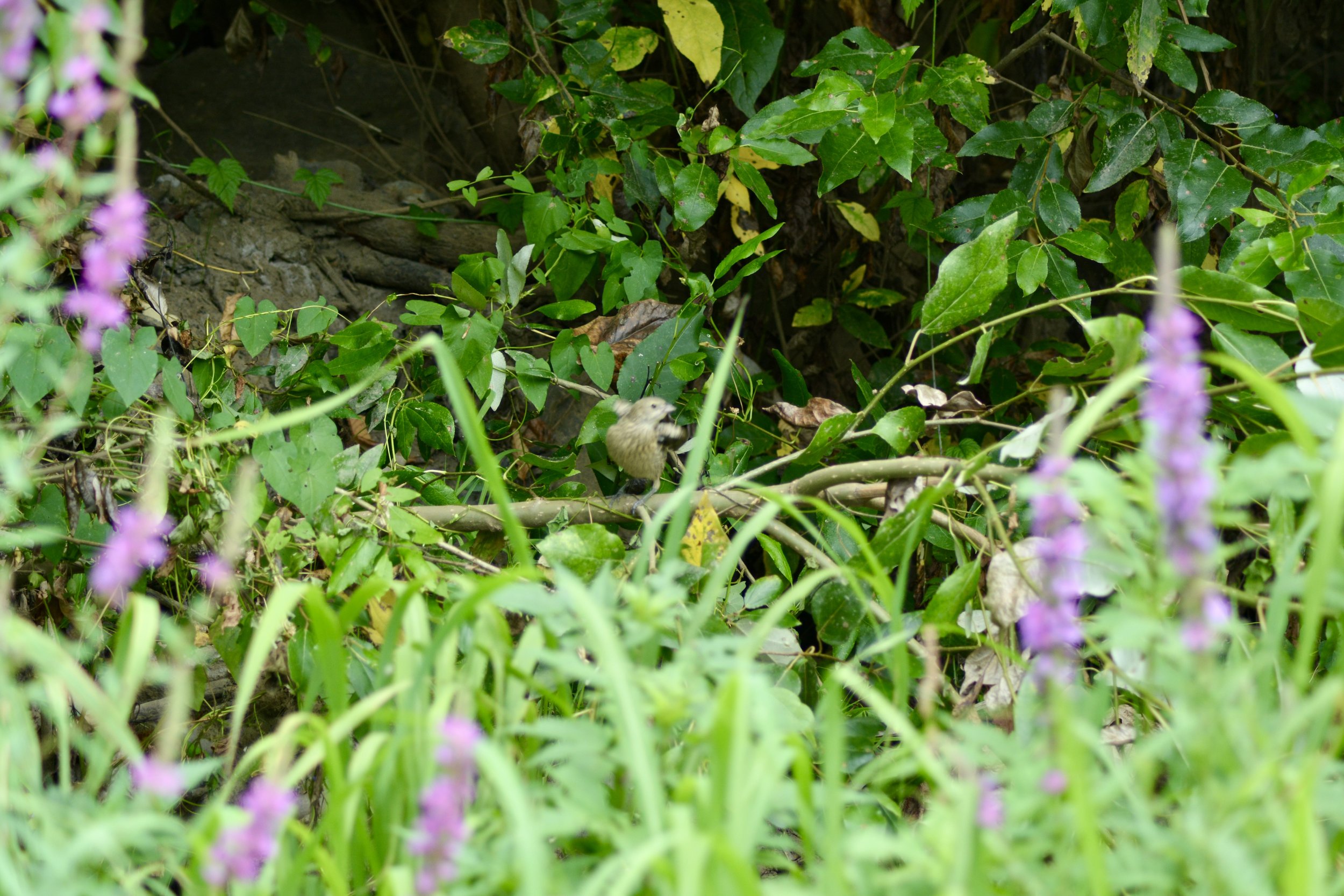 DSC_0028.jpeg