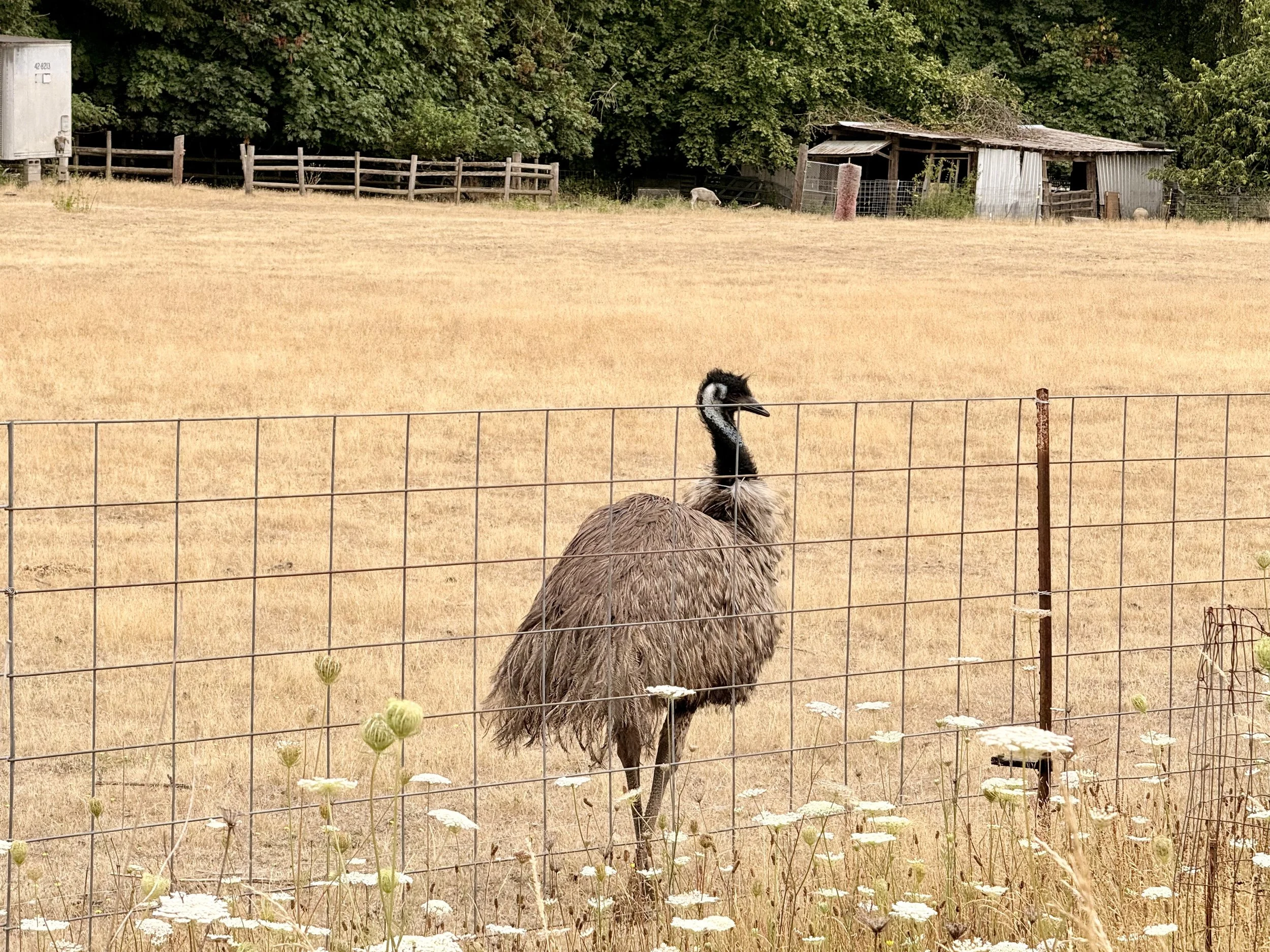 Eagles, Blackberries &amp; an Unexpected Ostrich at Keizer Rapids Park