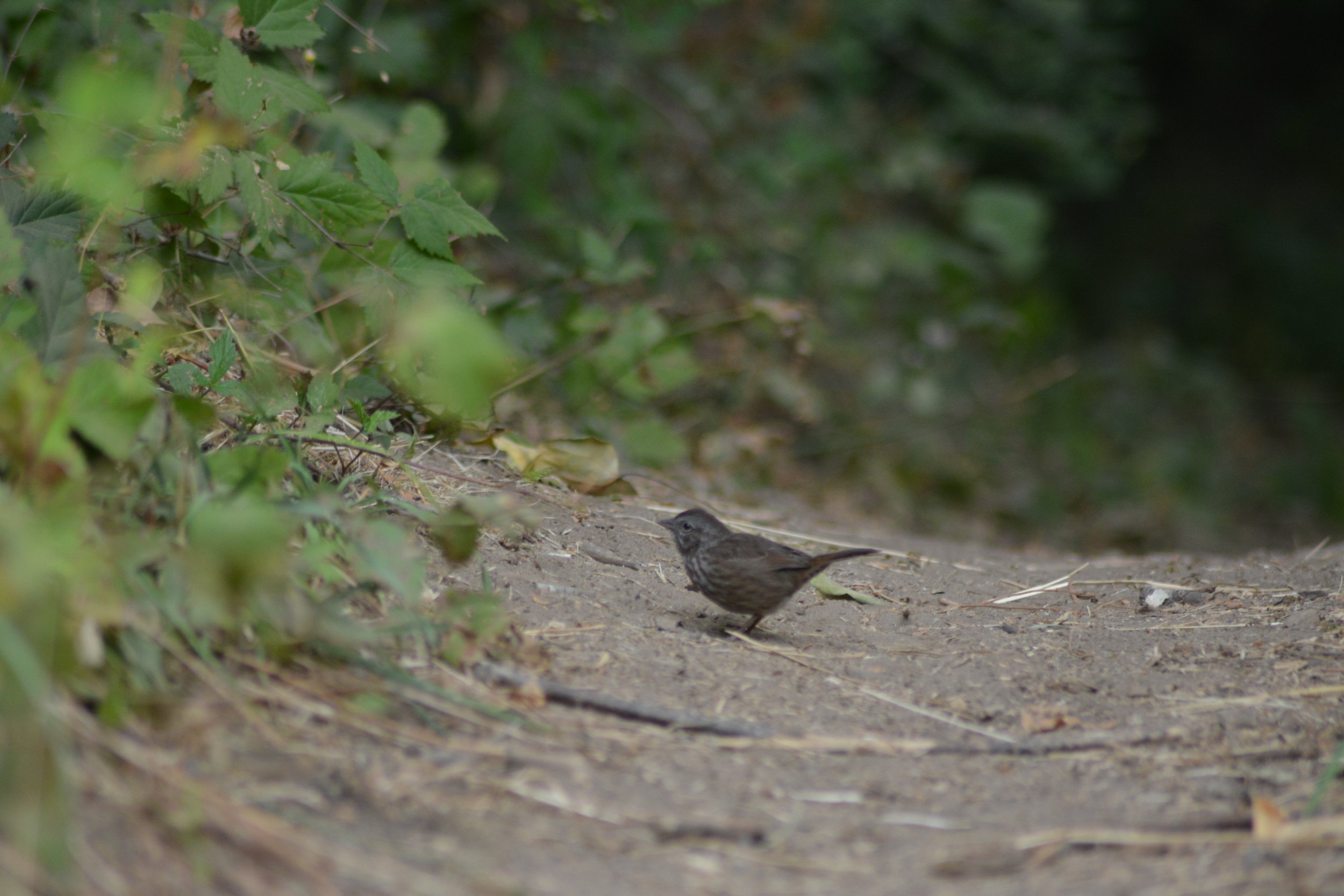 DSC_0013 2.jpeg